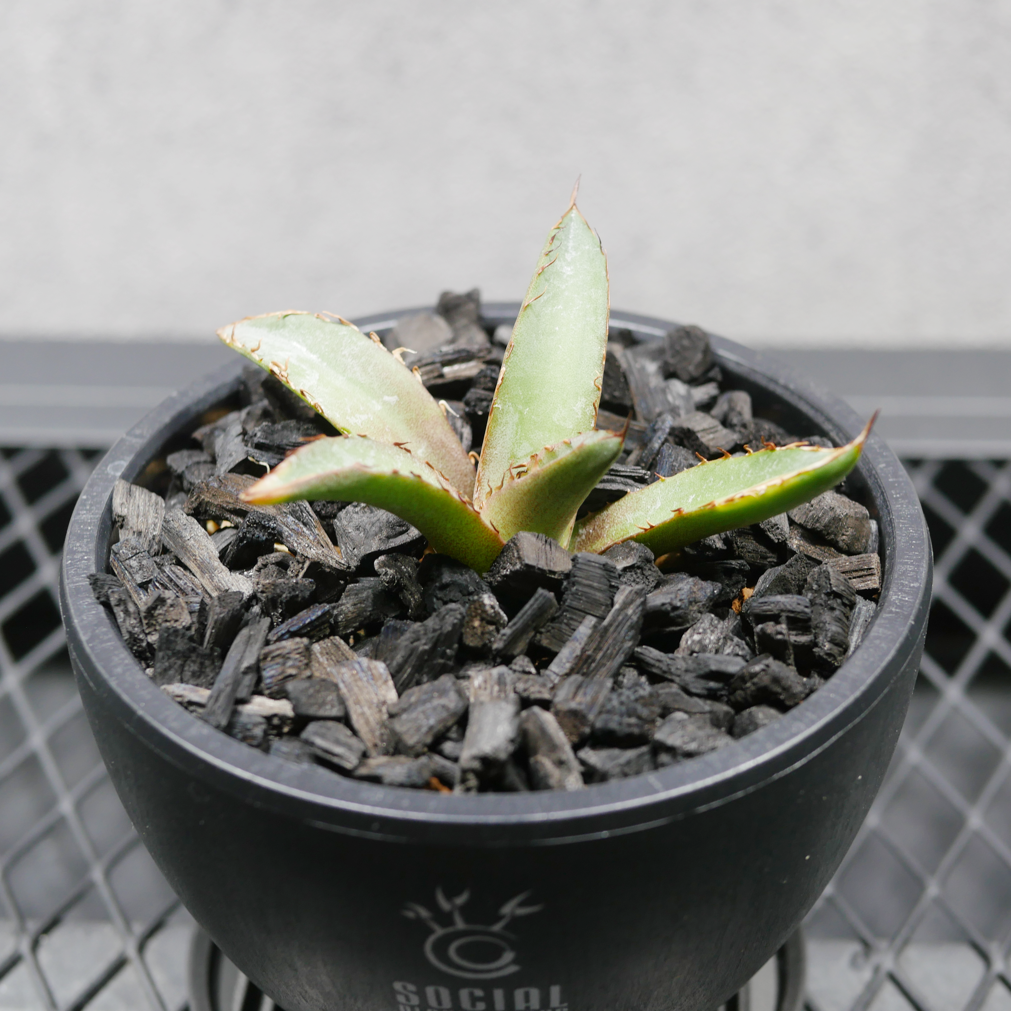 アガベ フィリグリー大株観葉植物 鉢植え