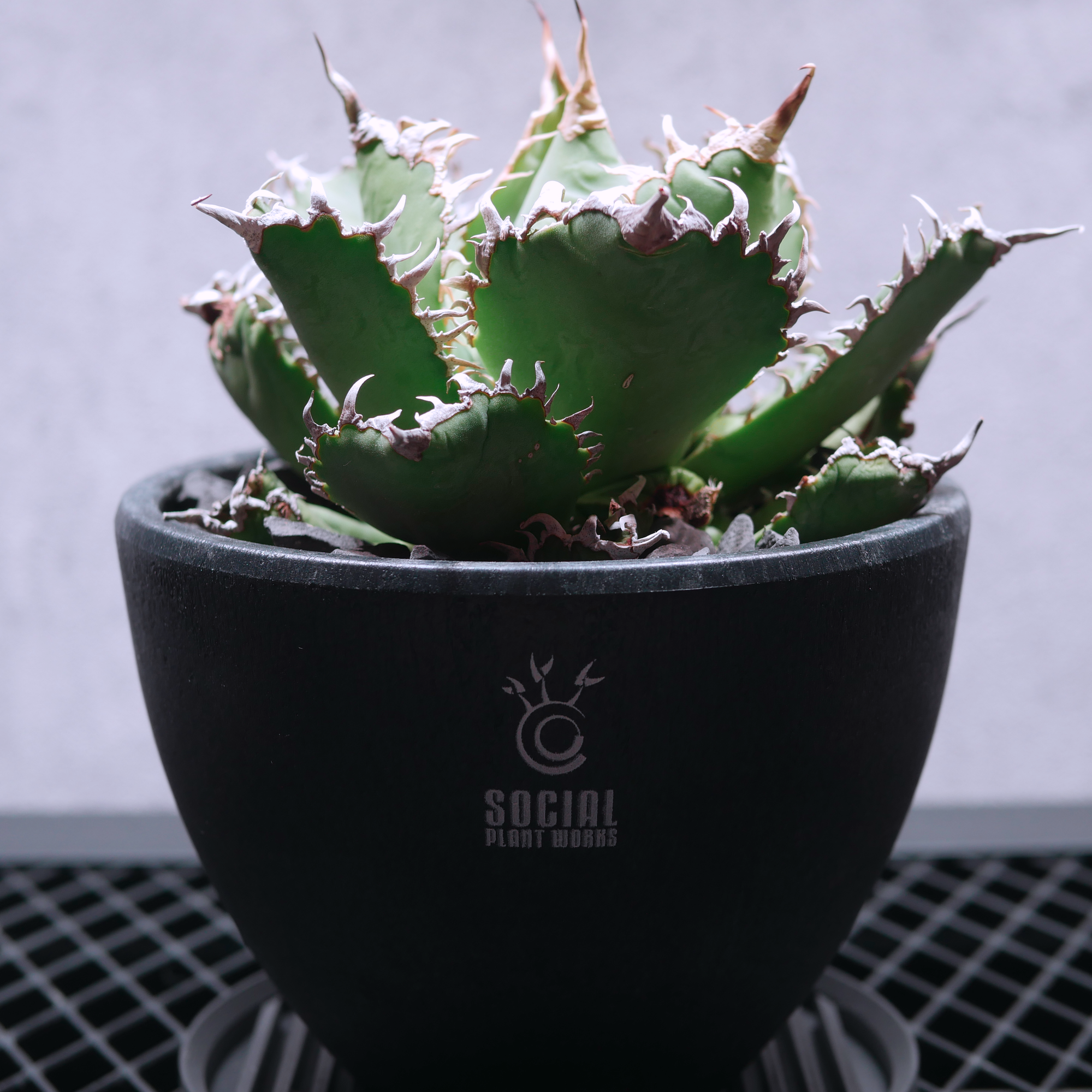 アガベ チタノタ フィリグリー06 LOGO ECO POT SIZE M(4.5号サイズ鉢 アガベ チタノタ フィリグリー06 LOGO ECO POT SIZE M(4.5号サイズ鉢