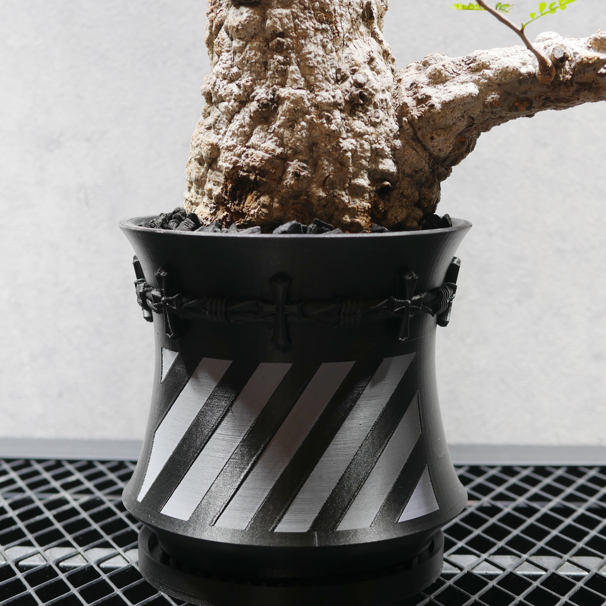 パキポディウム・グラキリス LOGO ECO POT SIZE M(4.5号サイズ鉢)+ パキポディウム・グラキリス LOGO ECO POT SIZE M(4.5号サイズ鉢)+