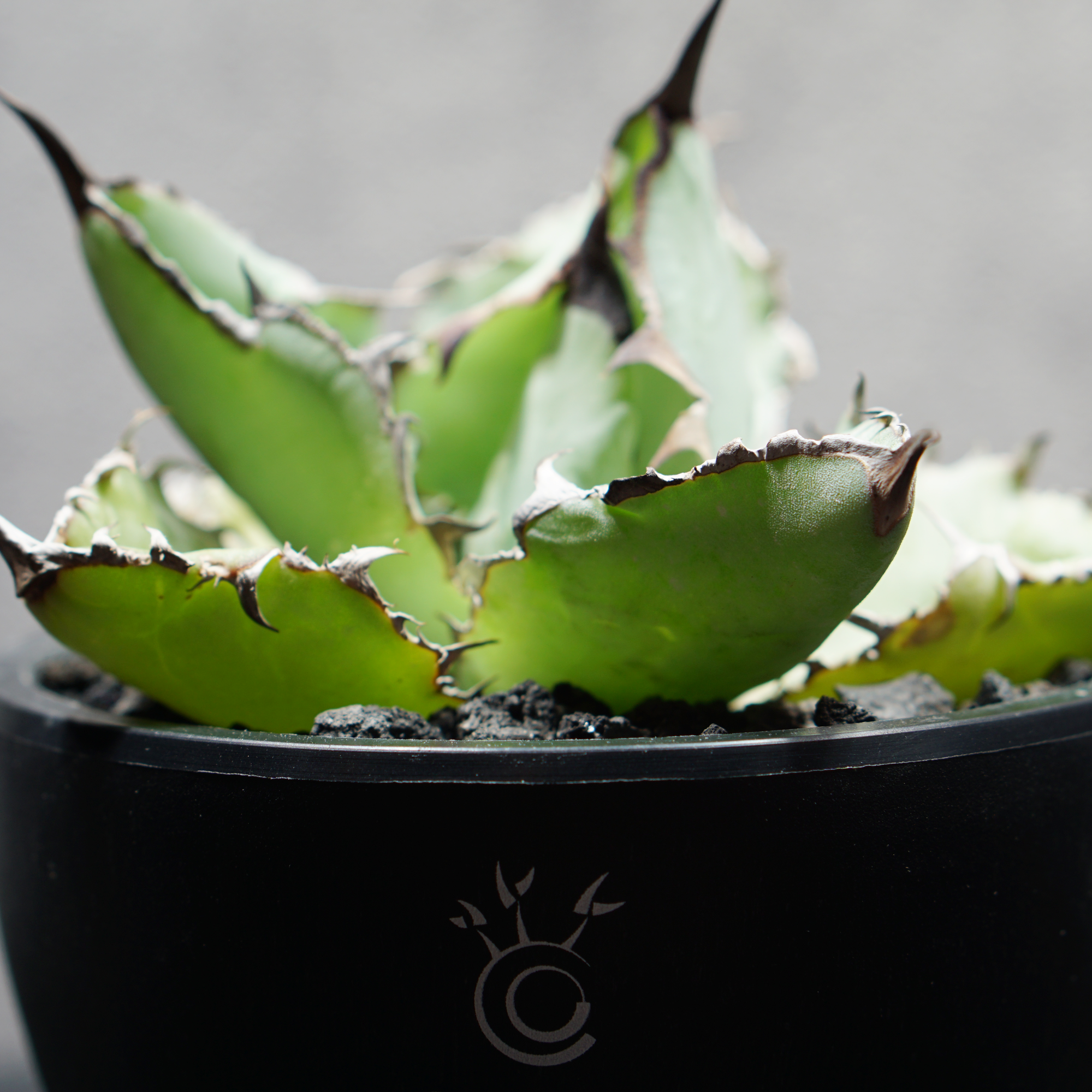 アガベ チタノタ ブラック&amp;ブルー LOGO ECO POT SIZE S（3.5号サイズ鉢）＋ LOGO SLIT PLATE Sセット