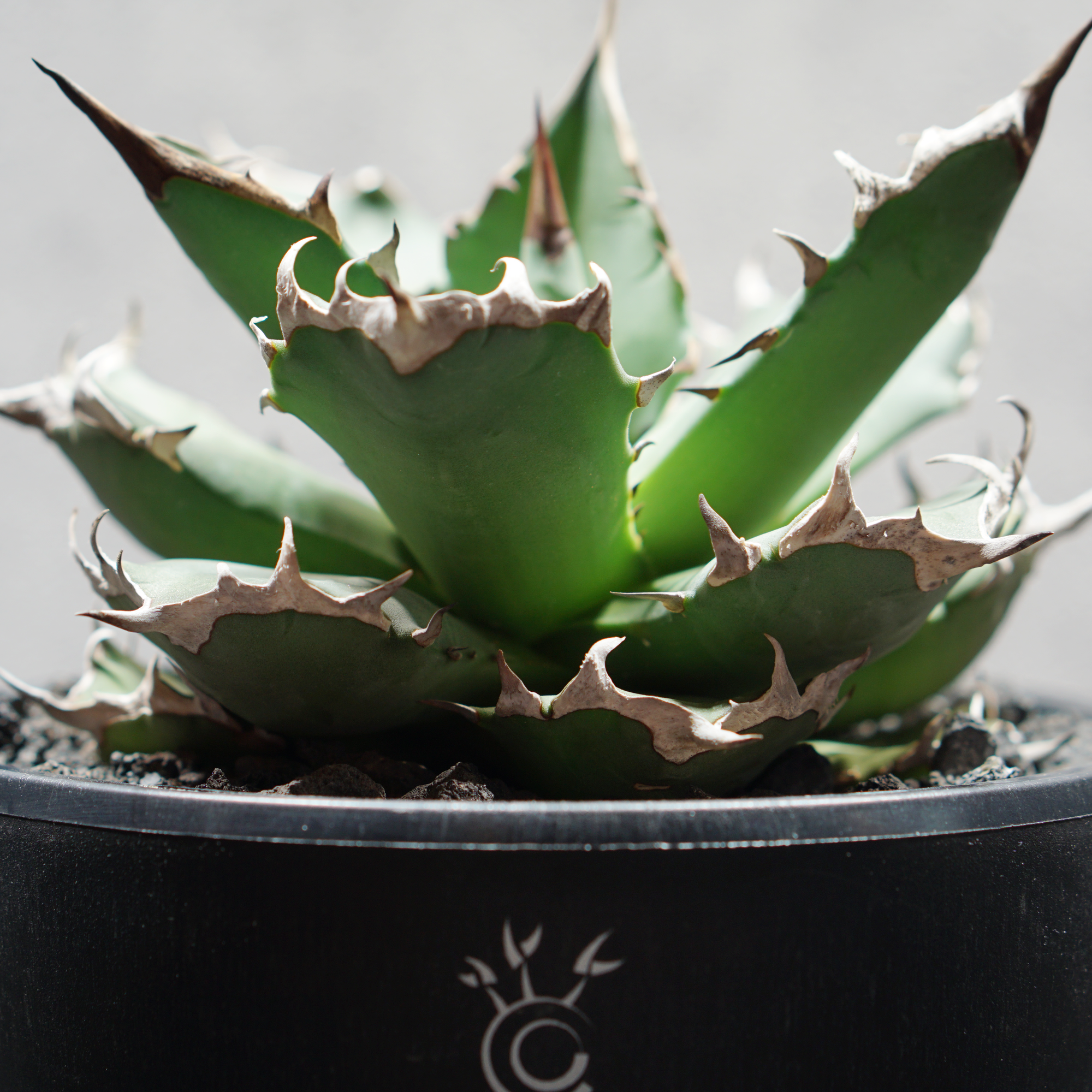 アガベ チタノタ 姫源龍02 LOGO ECO POT SIZE M（4.5号サイズ鉢）＋ LOGO SLIT PLATE Mセット
