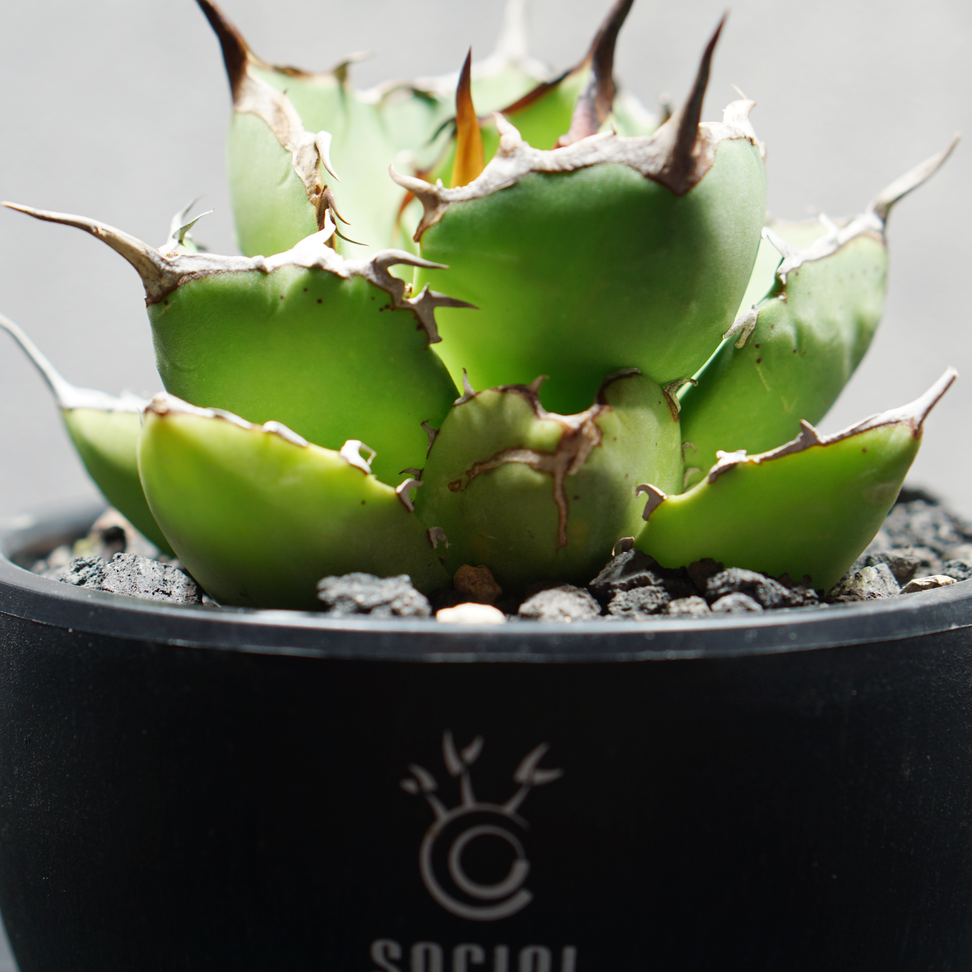 アガベ チタノタ 覇王龍 選抜株 LOGO ECO POT SIZE S（3.5号サイズ鉢）＋ LOGO SLIT PLATE Sセット