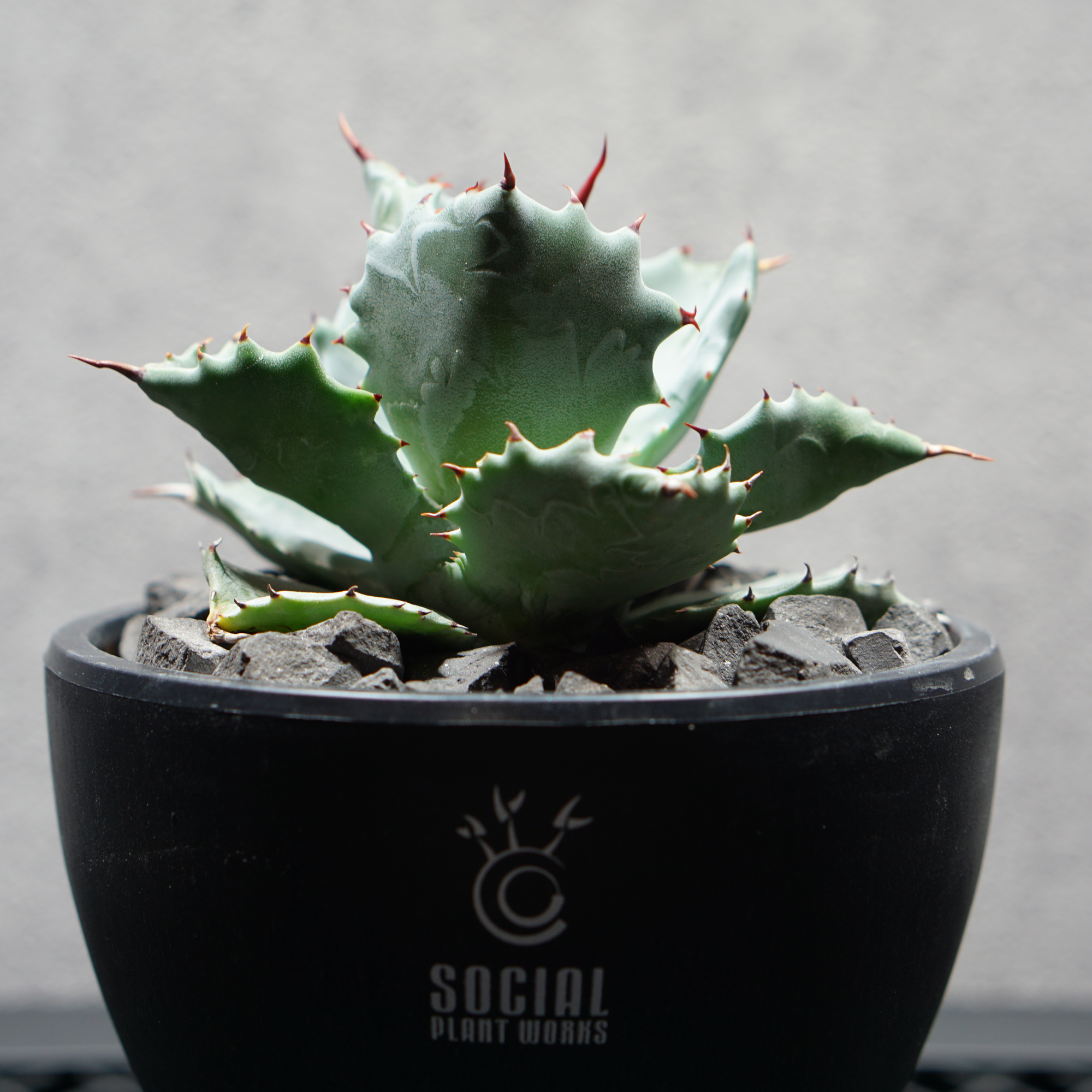 アガベ チタノタ 兜蟹 カブトガニ02 LOGO ECO POT SIZE S（3.5号サイズ鉢）＋ LOGO SLIT PLATE Sセット