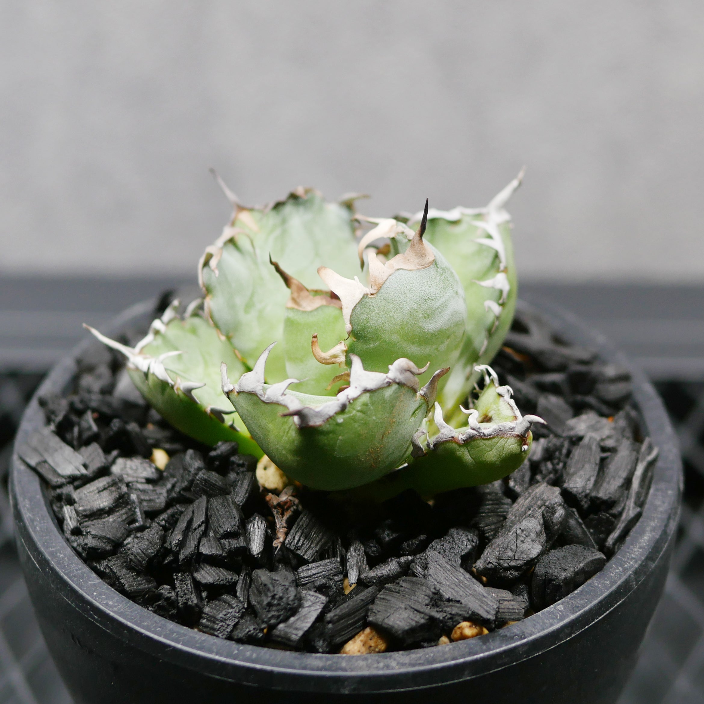XL SIZE 植木鉢 作家鉢 アガベ グラキリス チタノタ 海王 赤猫 阿修羅 XL SIZE 植木鉢 作家鉢 アガベ グラキリス チタノタ 海王 赤猫 阿修羅