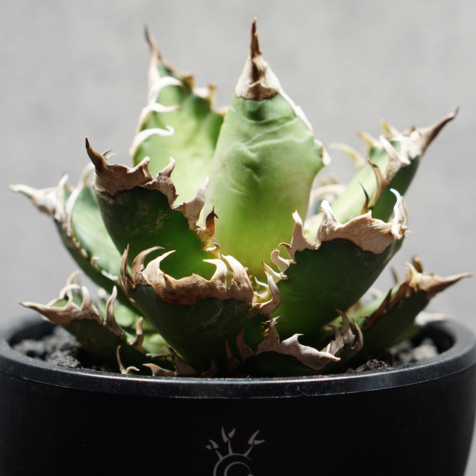 アガベ チタノタ 赤猫 LOGO ECO POT SIZE M（4.5号サイズ鉢）＋ LOGO SLIT PLATE Mセット