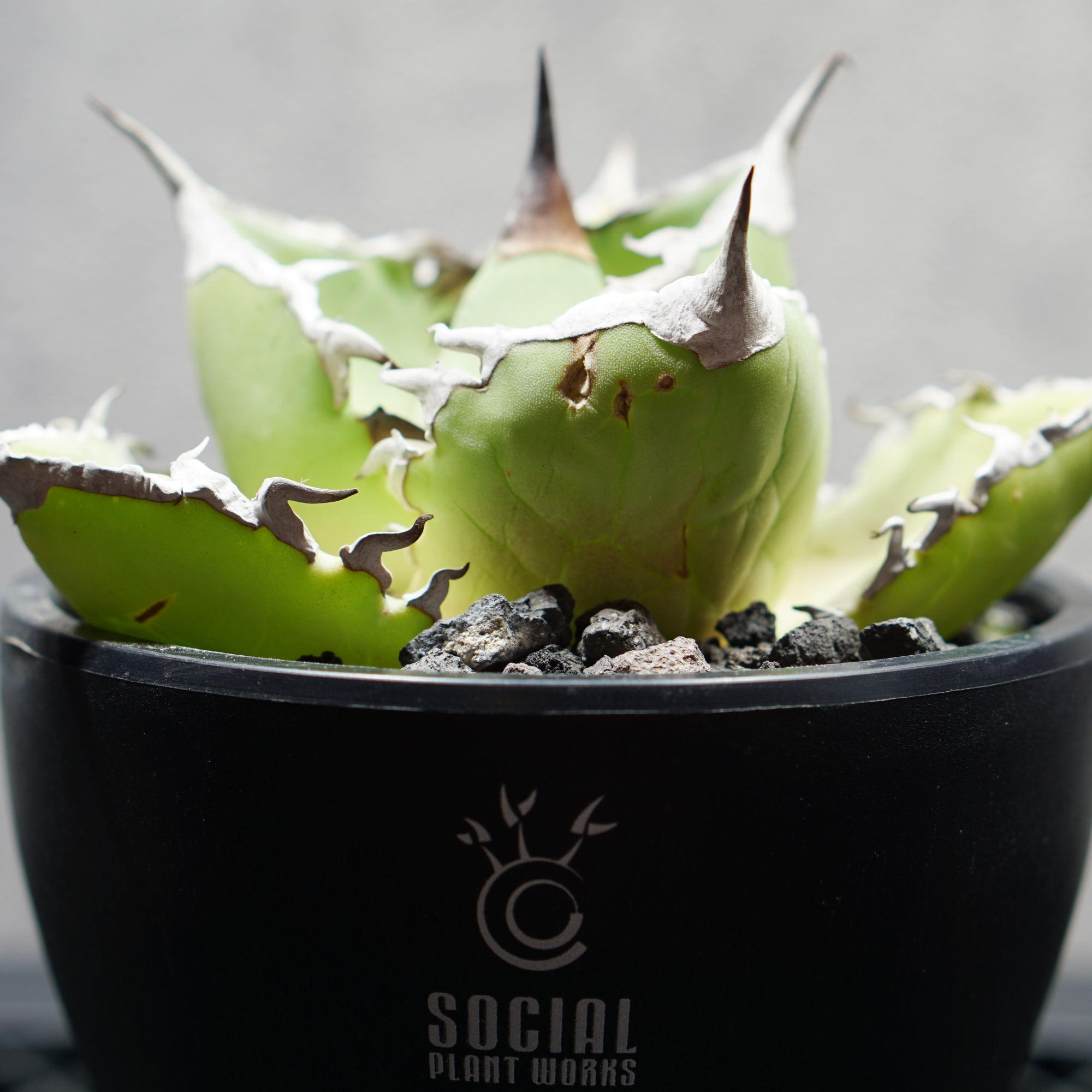 アガベ チタノタ シャークソード03 LOGO ECO POT SIZE S（3.5号サイズ鉢）＋ LOGO SLIT PLATE Sセット