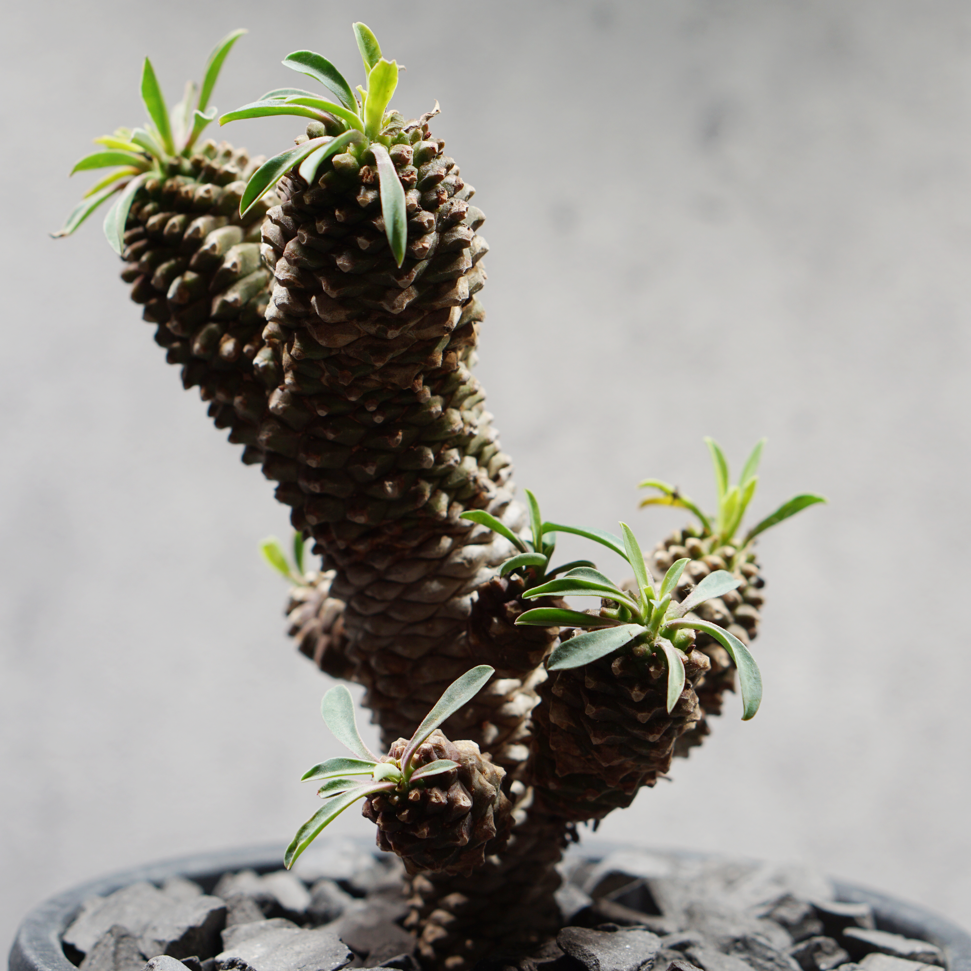 ユーフォルビア ソテツキリン05 LOGO ECO POT SIZE M（4.5号サイズ鉢）＋ LOGO SLIT PLATE Mセット