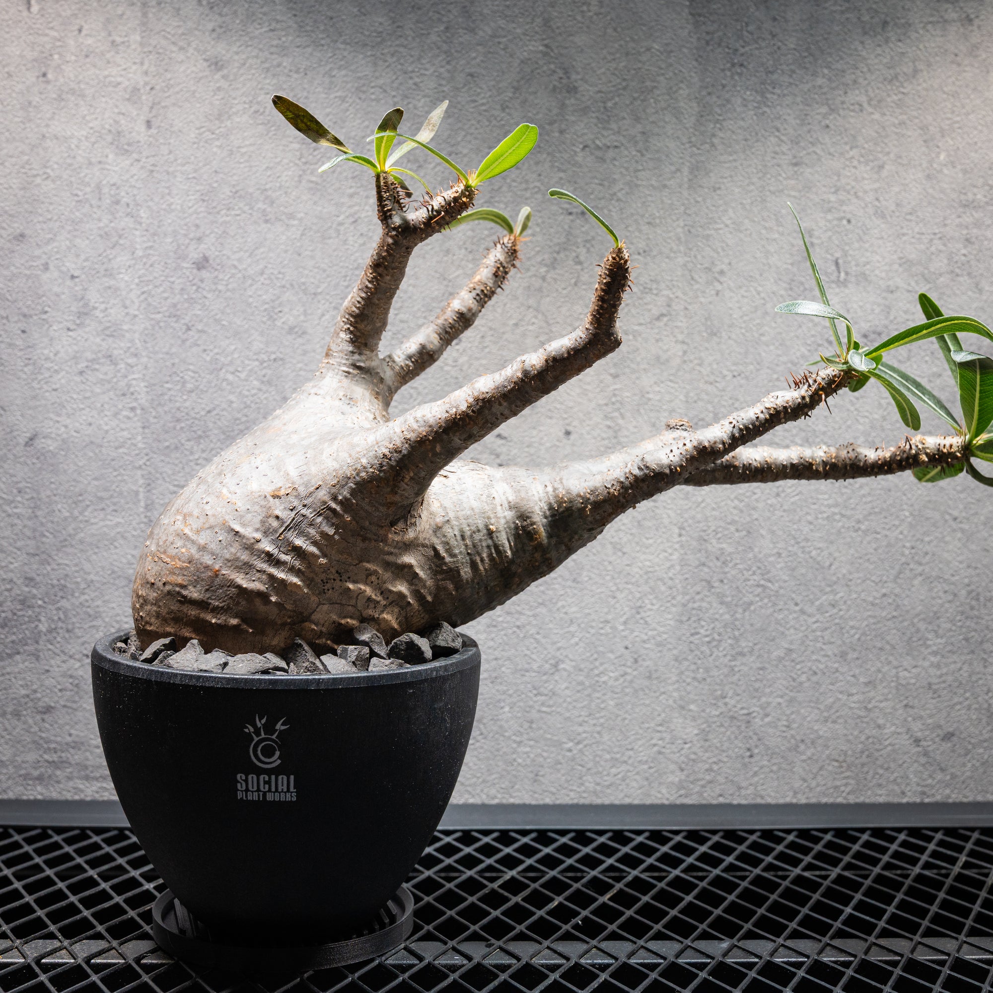 パキポディウム・グラキリス 良型株02 現地球 LOGO ECO POT SIZE M（4.5号サイズ鉢）＋ SLIT PLATE Mセット
