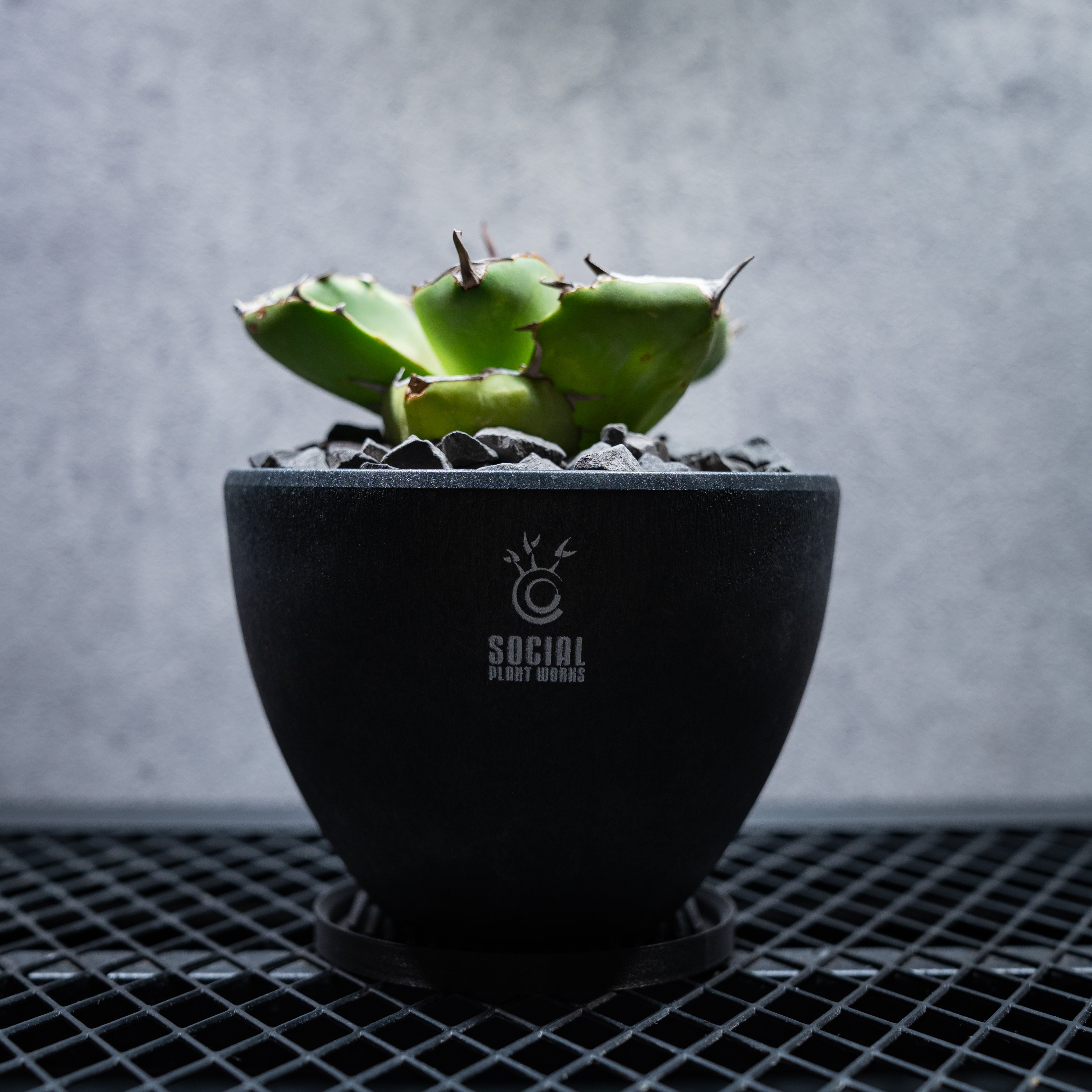 PLANTS – SOCIAL PLANT WORKS®｜OFFICIAL STORE