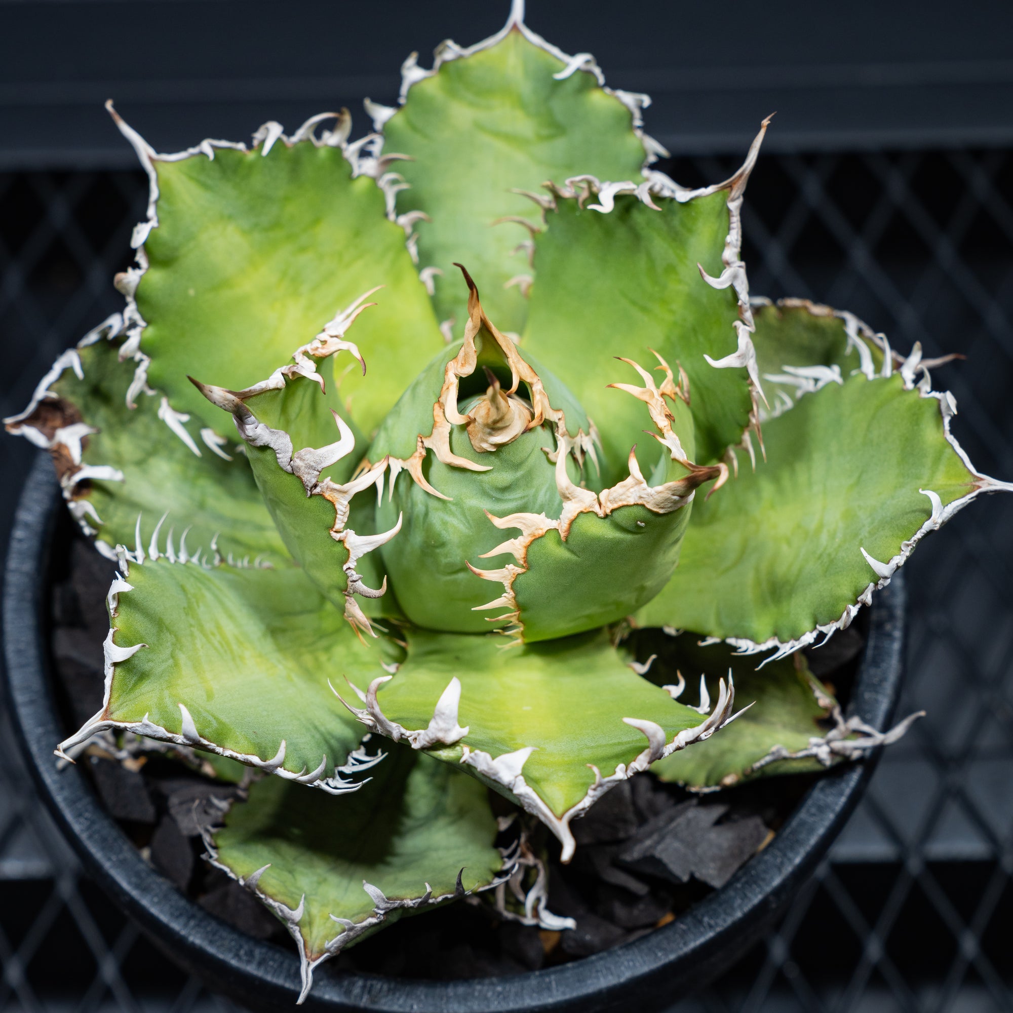 アガベ チタノタ フィリグリー06 LOGO ECO POT SIZE M（4.5号サイズ鉢）＋ LOGO SLIT PLATE Mセット