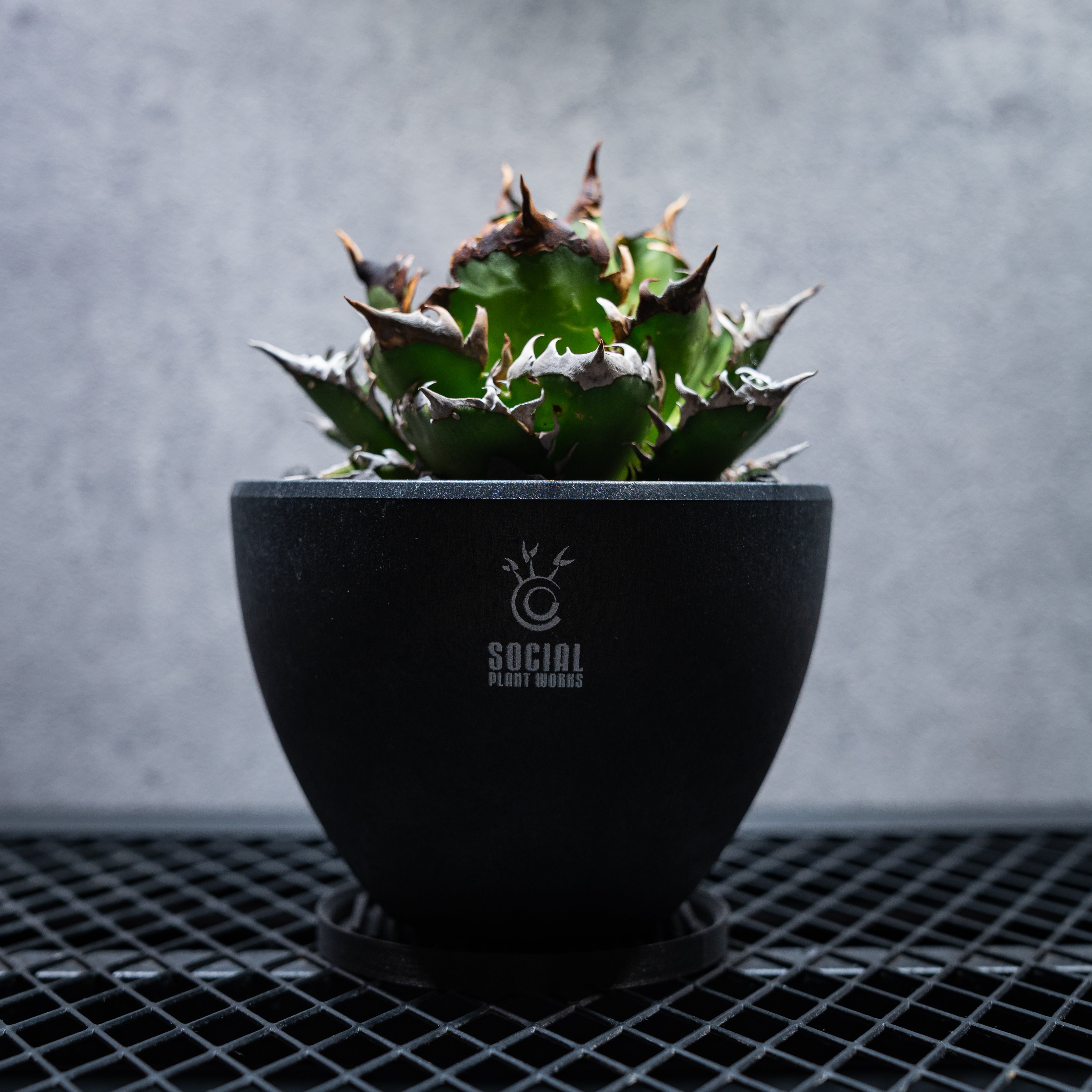 PRODUCT – SOCIAL PLANT WORKS®｜OFFICIAL STORE