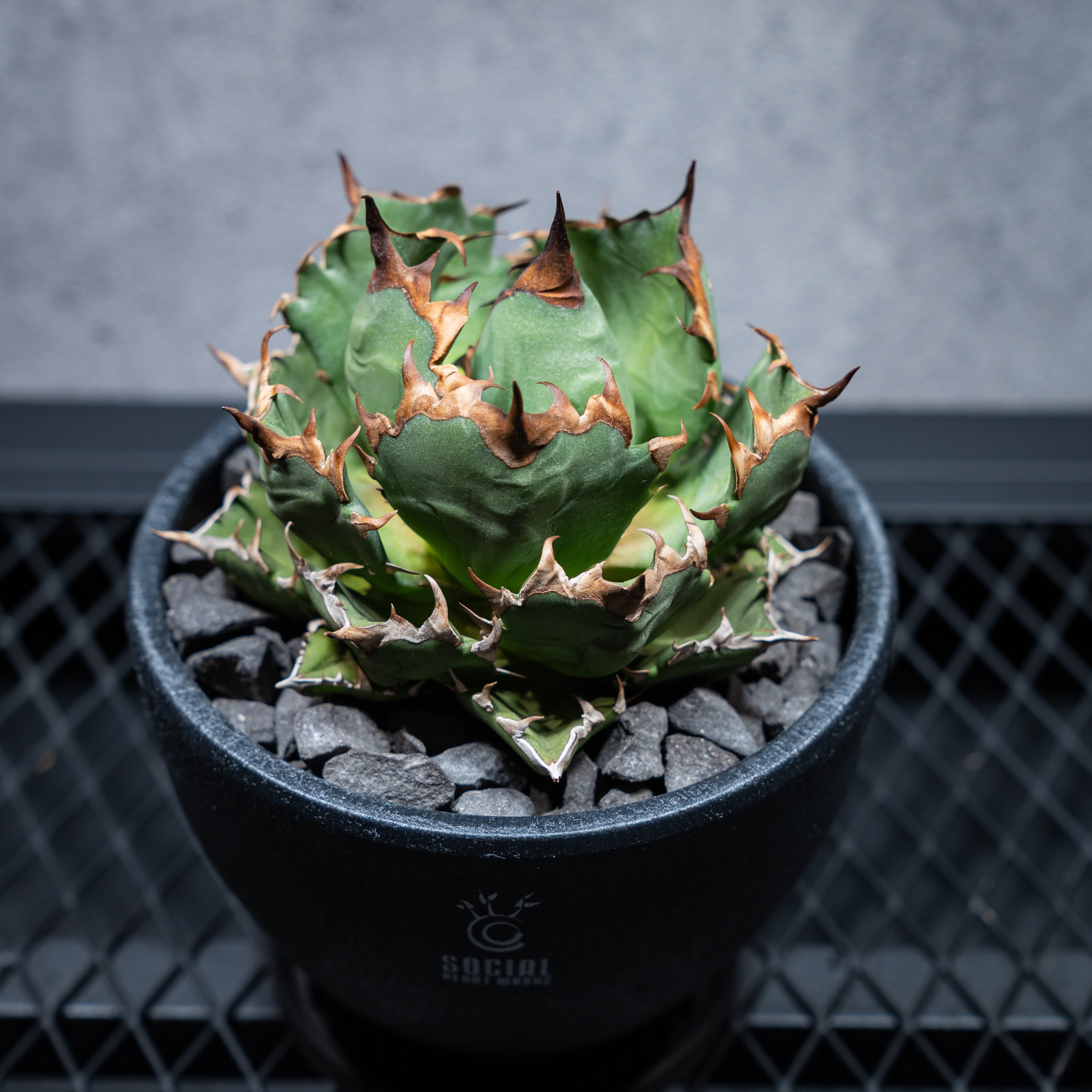 アガベ チタノタ 姫仁王冠 ボール株 LOGO ECO POT SIZE M（4.5号サイズ