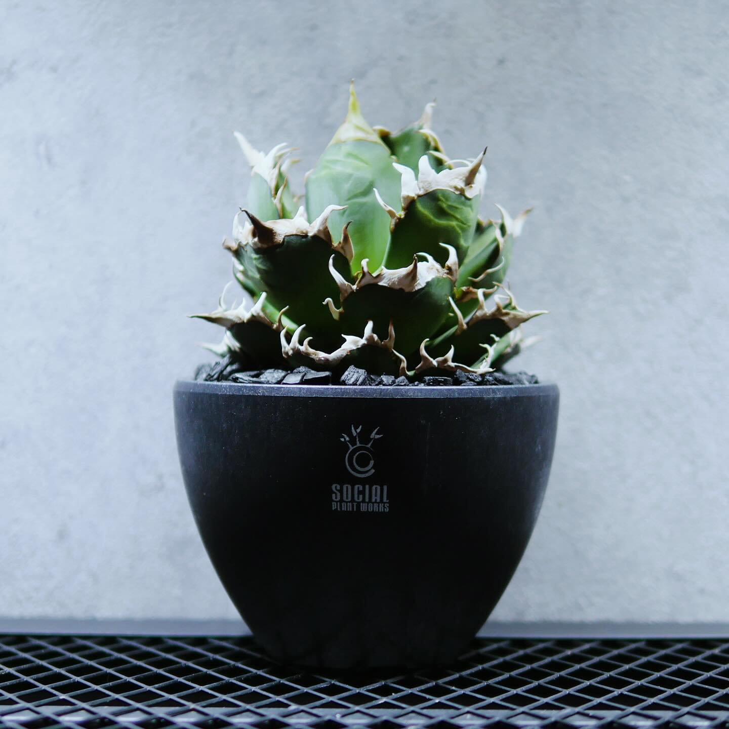 アガベ チタノタ レッドキャットウィールズ 赤猫04 LOGO ECO POT SIZE