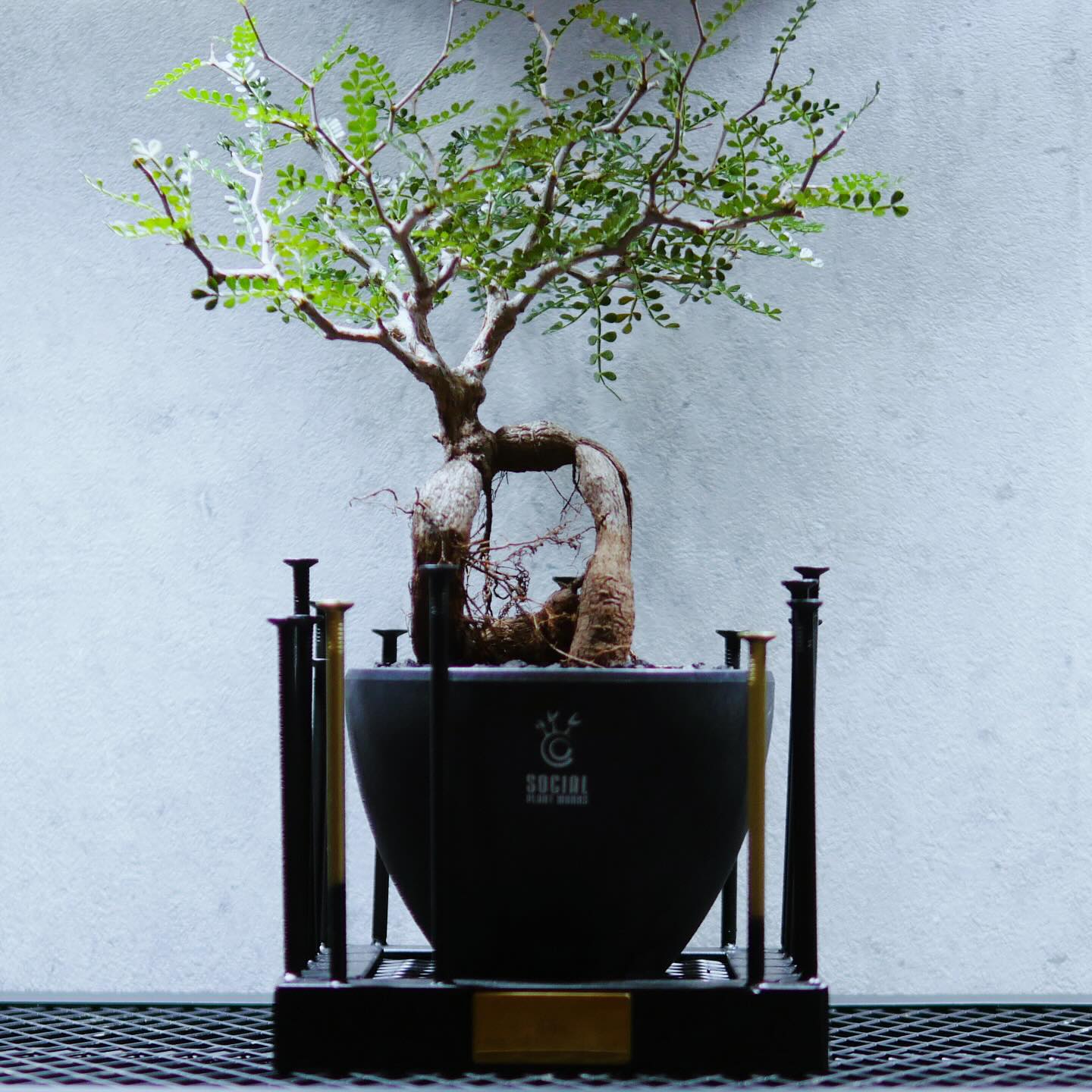 パキポディウム・グラキリス LOGO ECO POT SIZE M（4.5号サイズ鉢）＋