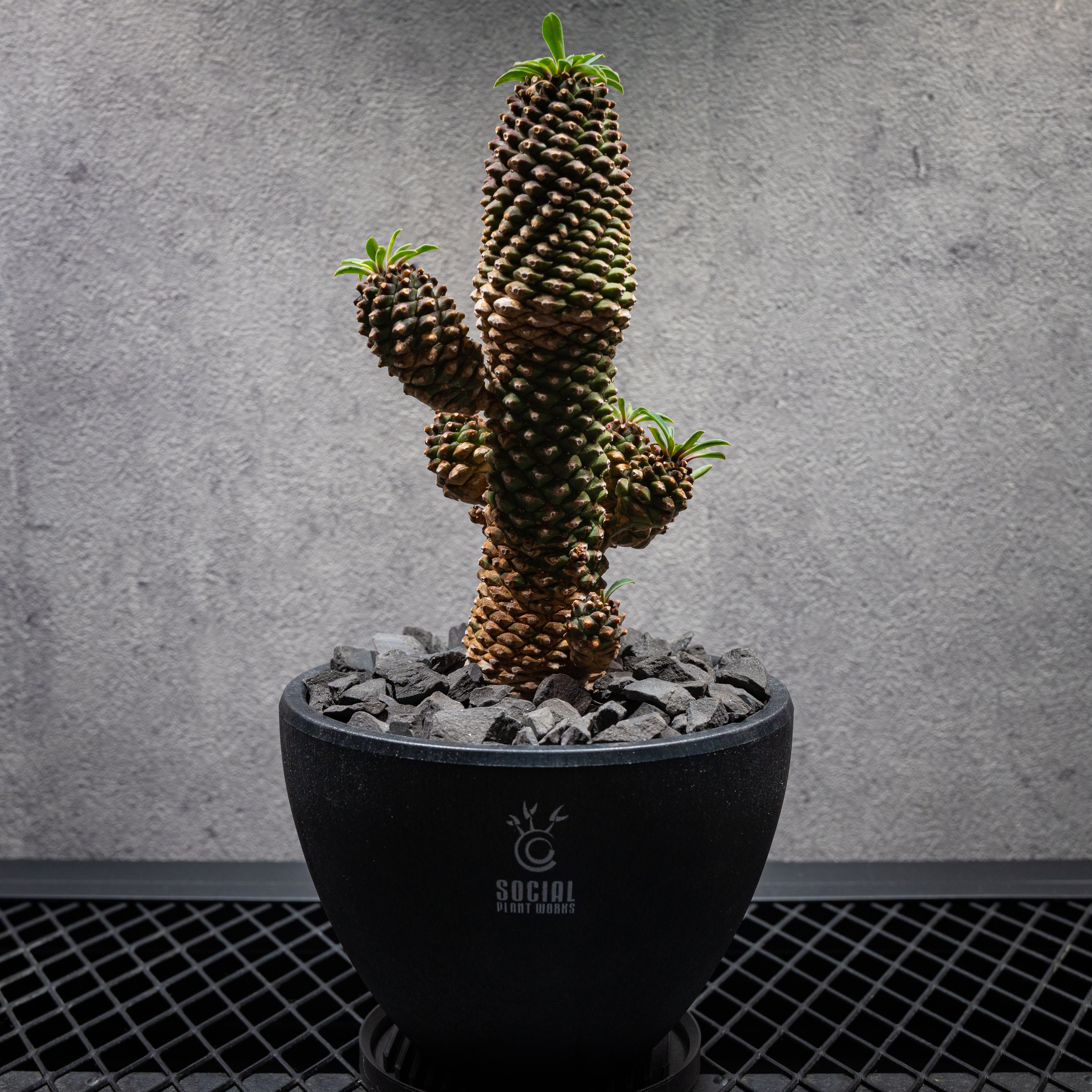 PRODUCT – SOCIAL PLANT WORKS®｜OFFICIAL STORE