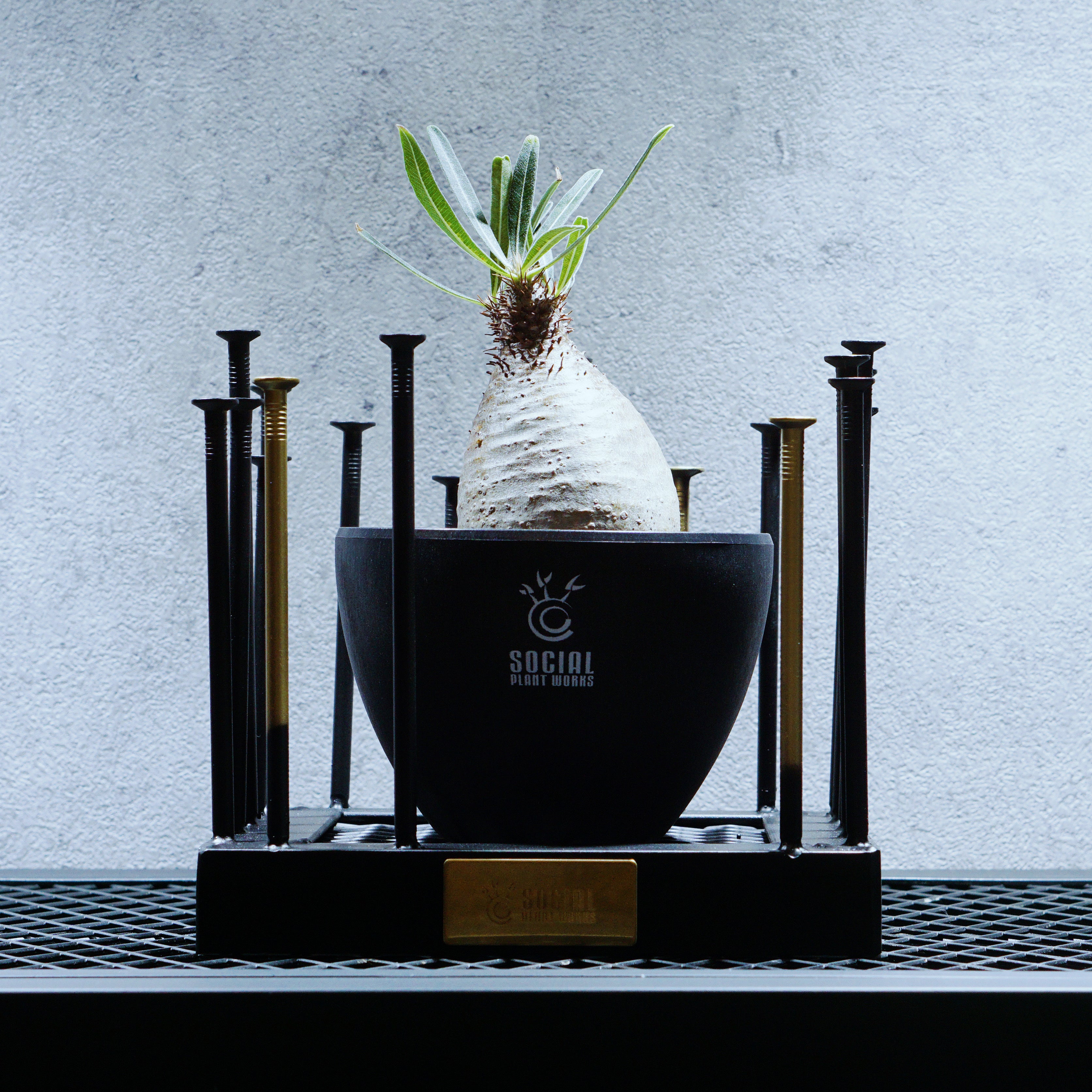 アガベ チタノタ シーザー LOGO ECO POT SIZE M（4.5号サイズ鉢）＋