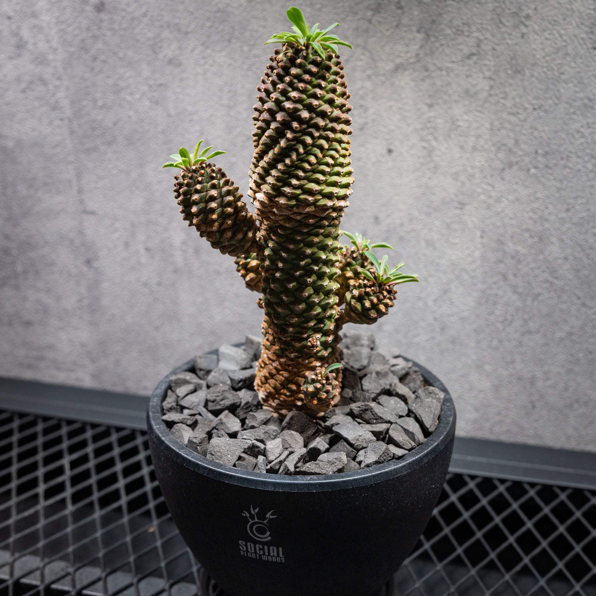 ユーフォルビア ソテツキリン04 LOGO ECO POT SIZE M（4.5号サイズ鉢）＋ LOGO SLIT PLATE Mセット