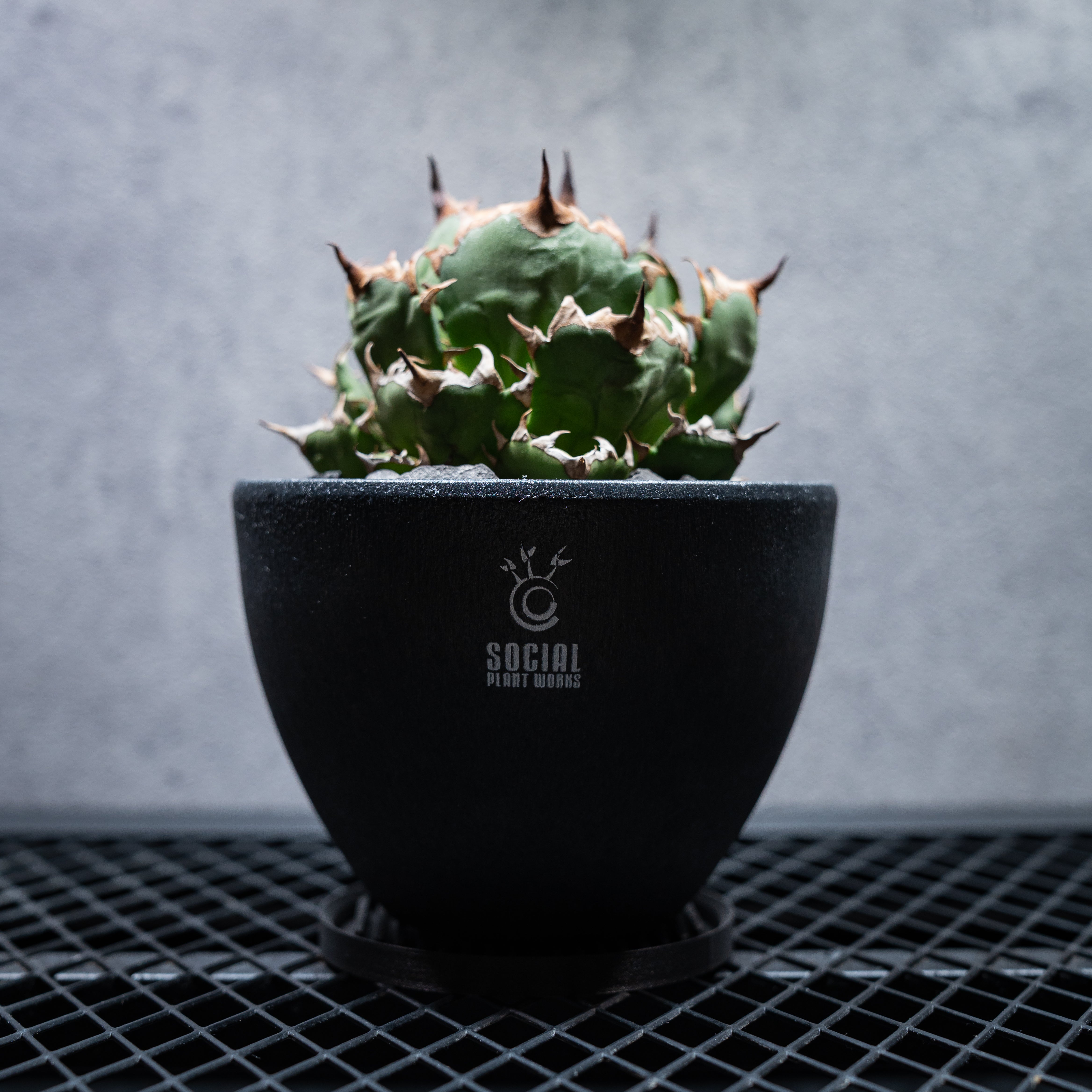 アガベ チタノタ 姫仁王冠 ボール株 LOGO ECO POT SIZE M（4.5号サイズ