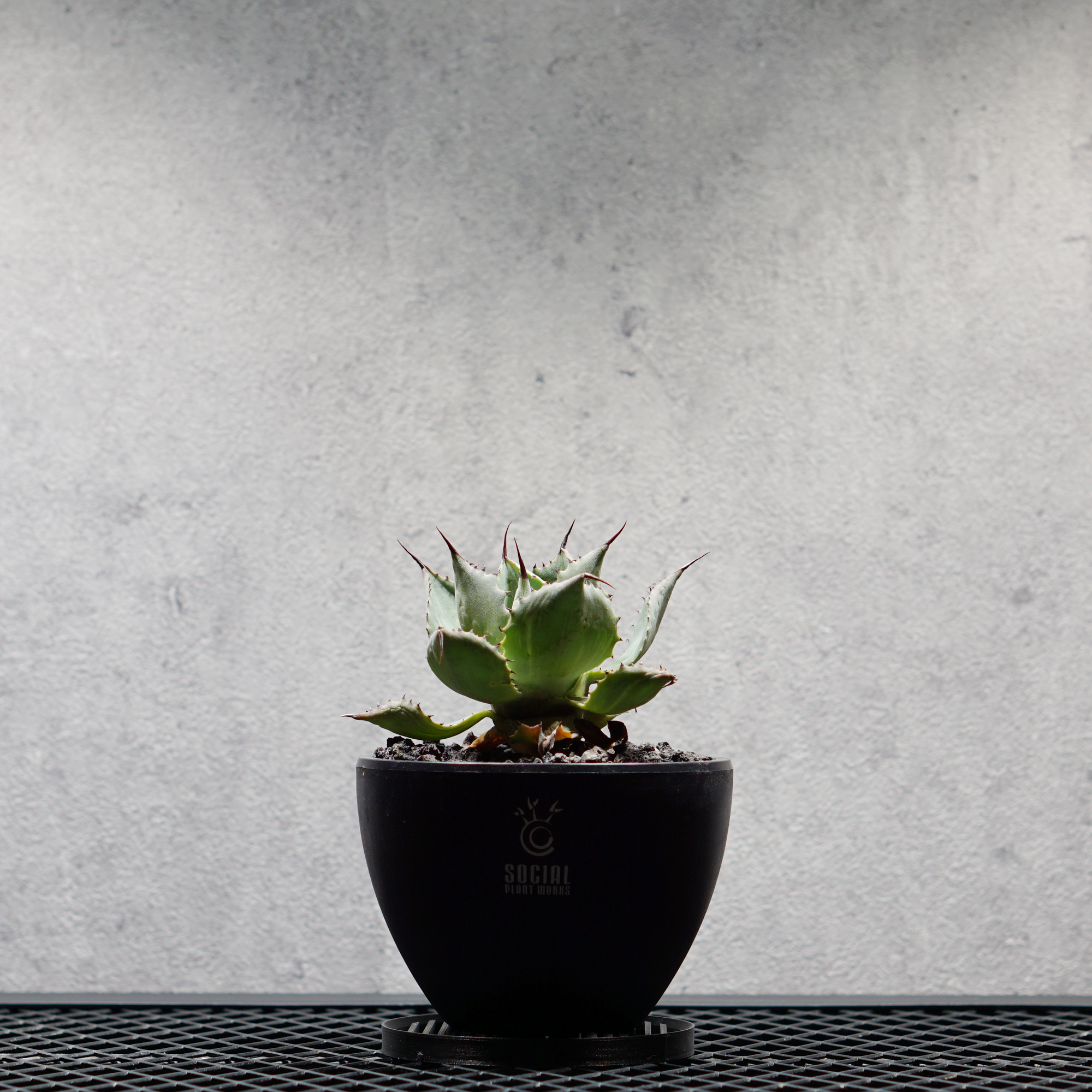 アガベ ポタトルム 風雷神01 LOGO ECO POT SIZE S 3.5号サイズ鉢 受け皿セット｜SOCIAL PLANT WORKS