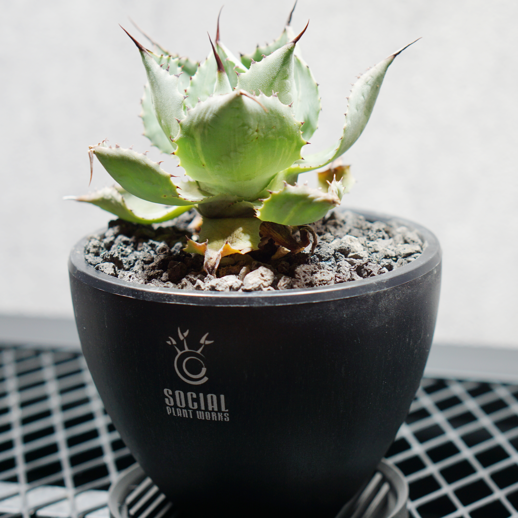 アガベ ポタトルム 風雷神01 LOGO ECO POT SIZE S 3.5号サイズ鉢 受け皿セット 商品画像2｜SOCIAL PLANT WORKS