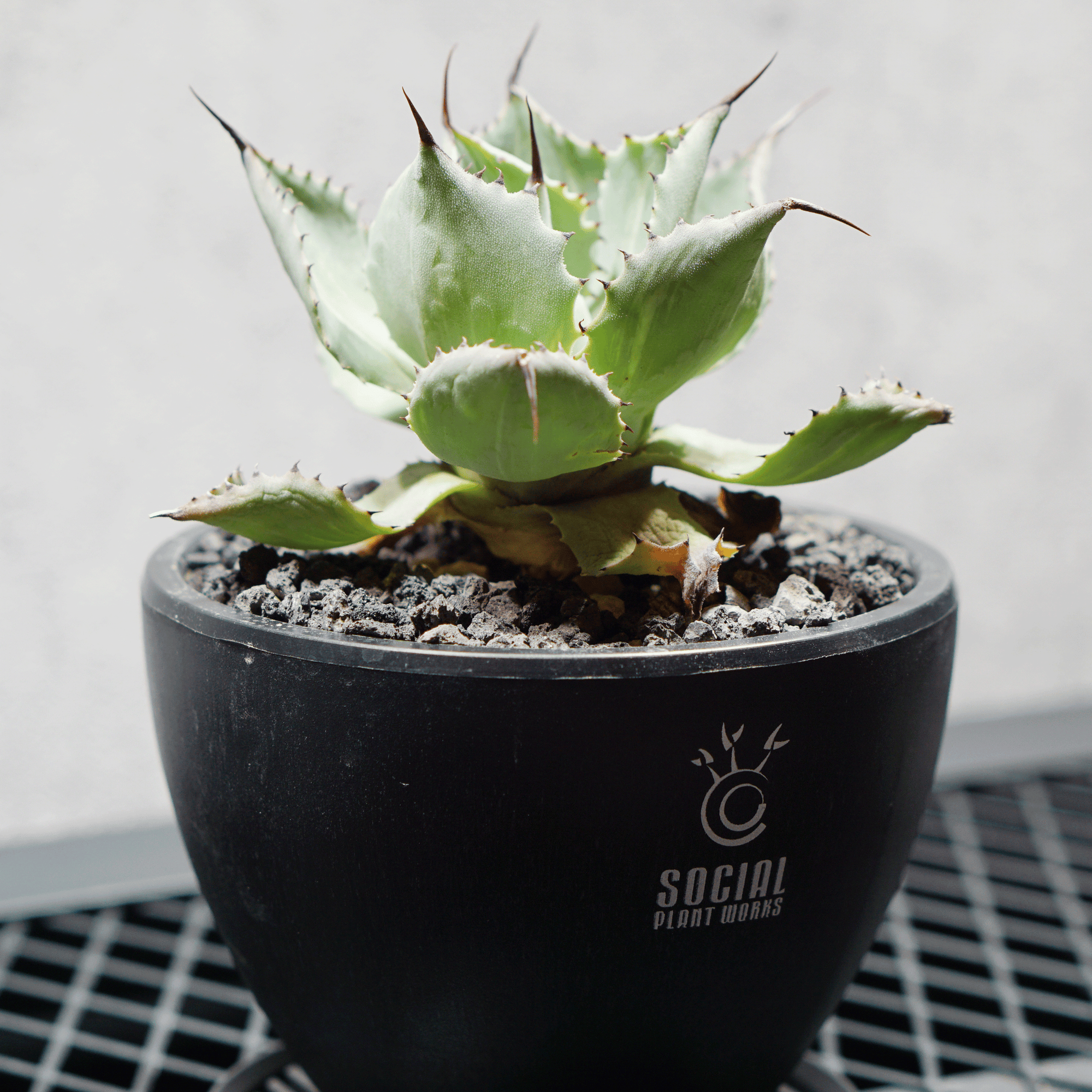 アガベ ポタトルム 風雷神01 LOGO ECO POT SIZE S 3.5号サイズ鉢 受け皿セット 商品画像3｜SOCIAL PLANT WORKS