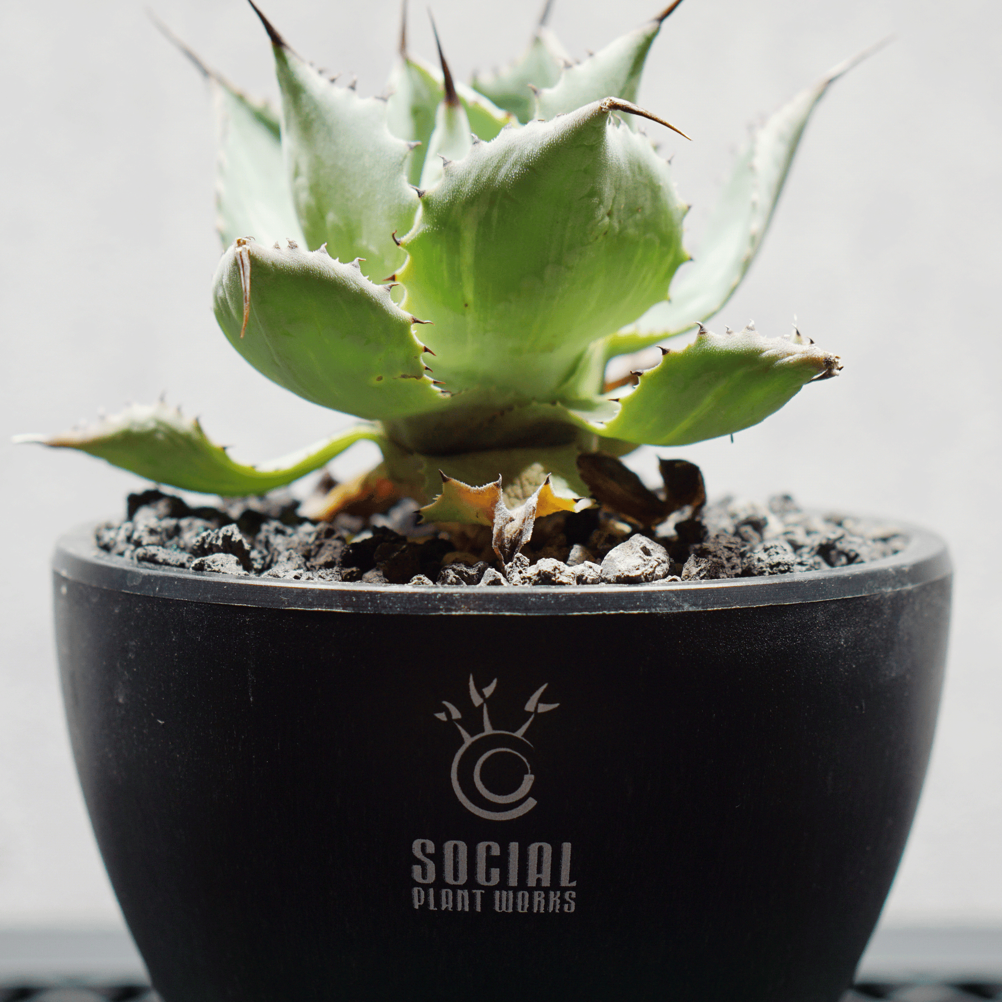 アガベ ポタトルム 風雷神01 LOGO ECO POT SIZE S 3.5号サイズ鉢 受け皿セット 商品画像5｜SOCIAL PLANT WORKS