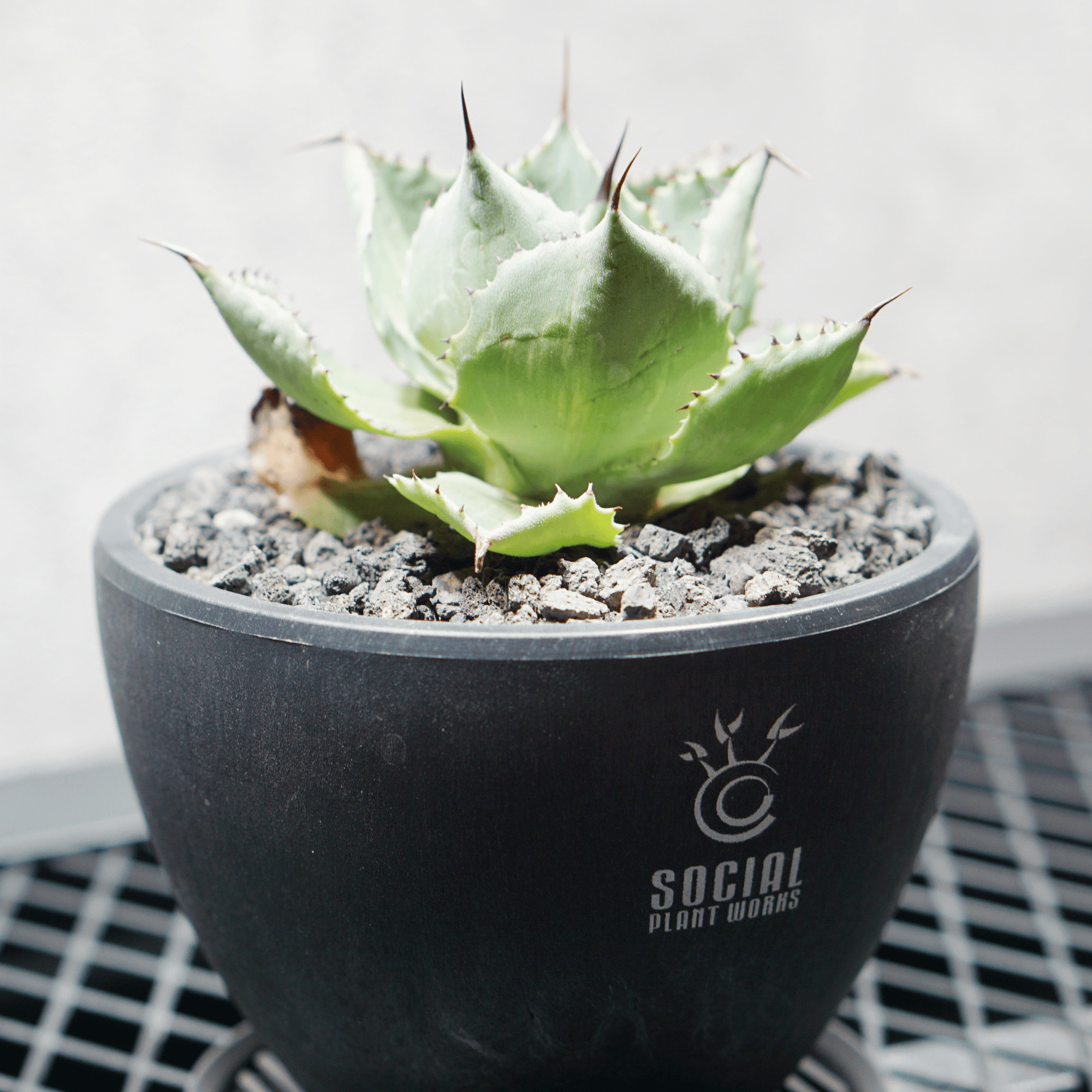 アガベ ポタトルム 風雷神02 LOGO ECO POT SIZE S 3.5号サイズ鉢 受け皿セット 商品画像2｜SOCIAL PLANT WORKS