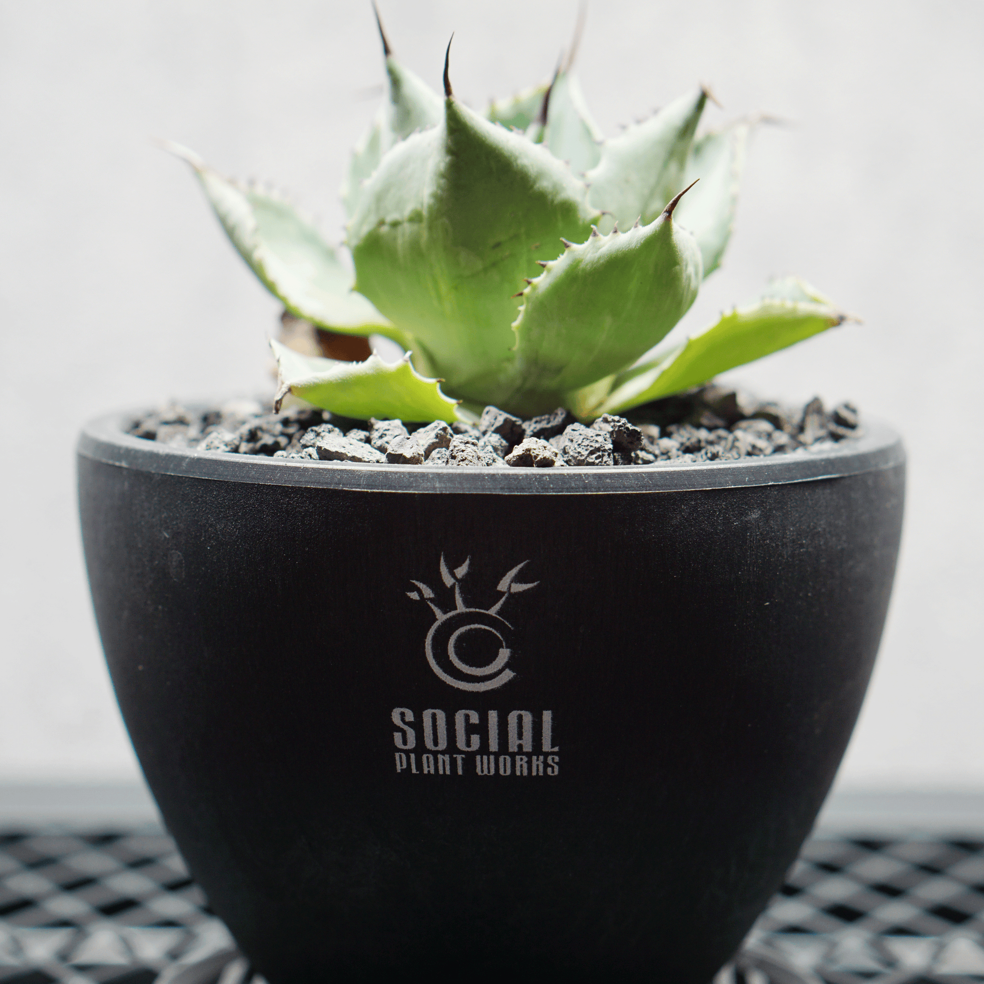 アガベ ポタトルム 風雷神02 LOGO ECO POT SIZE S 3.5号サイズ鉢 受け皿セット 商品画像4｜SOCIAL PLANT WORKS