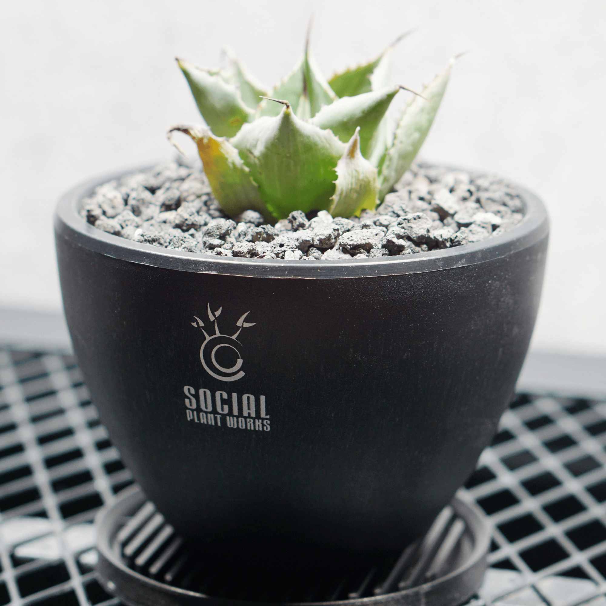 アガベ ポタトルム 風雷神03 LOGO ECO POT SIZE S 3.5号サイズ鉢 受け皿セット｜SOCIAL PLANT WORKS