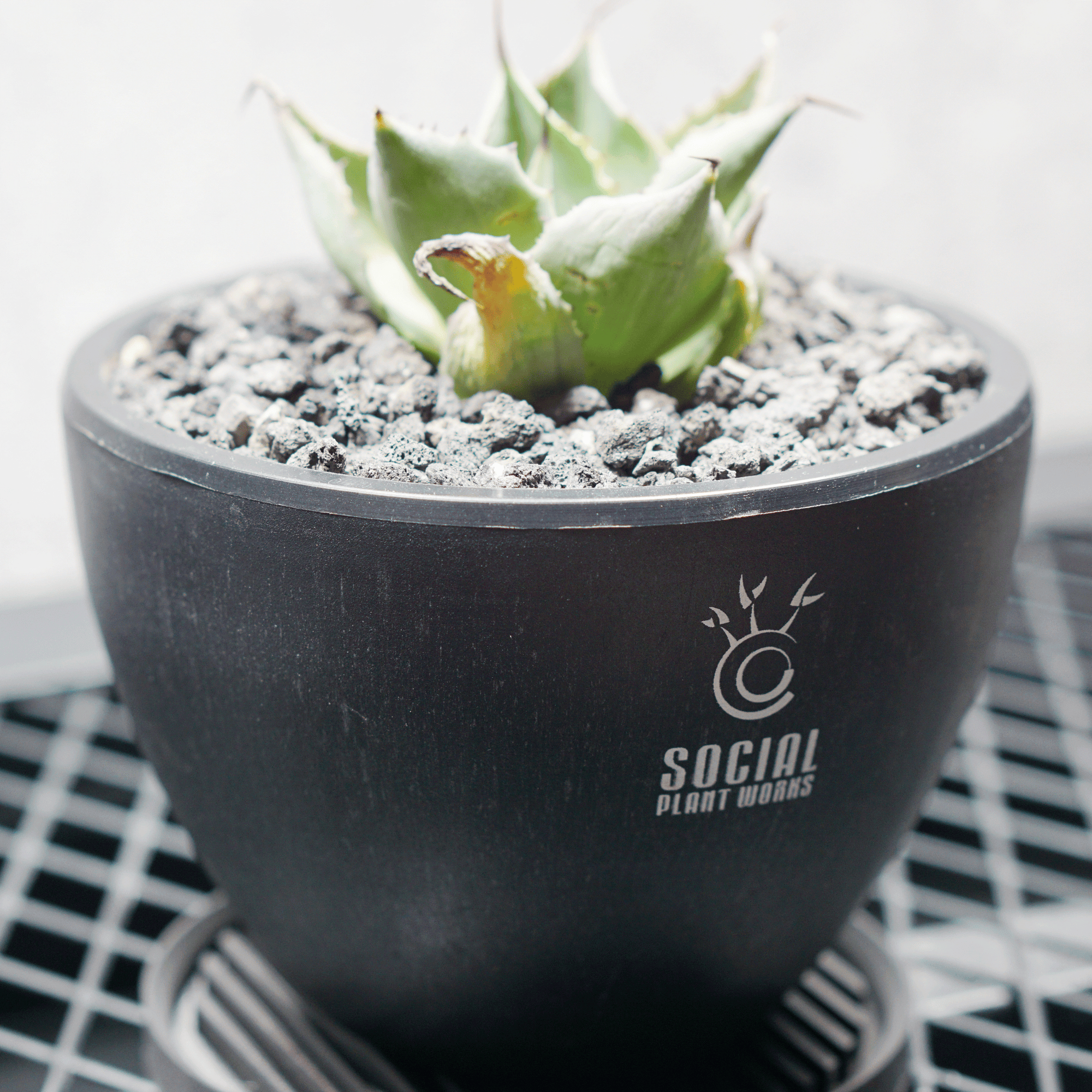 アガベ ポタトルム 風雷神03 LOGO ECO POT SIZE S 3.5号サイズ鉢 受け皿セット 商品画像2｜SOCIAL PLANT WORKS