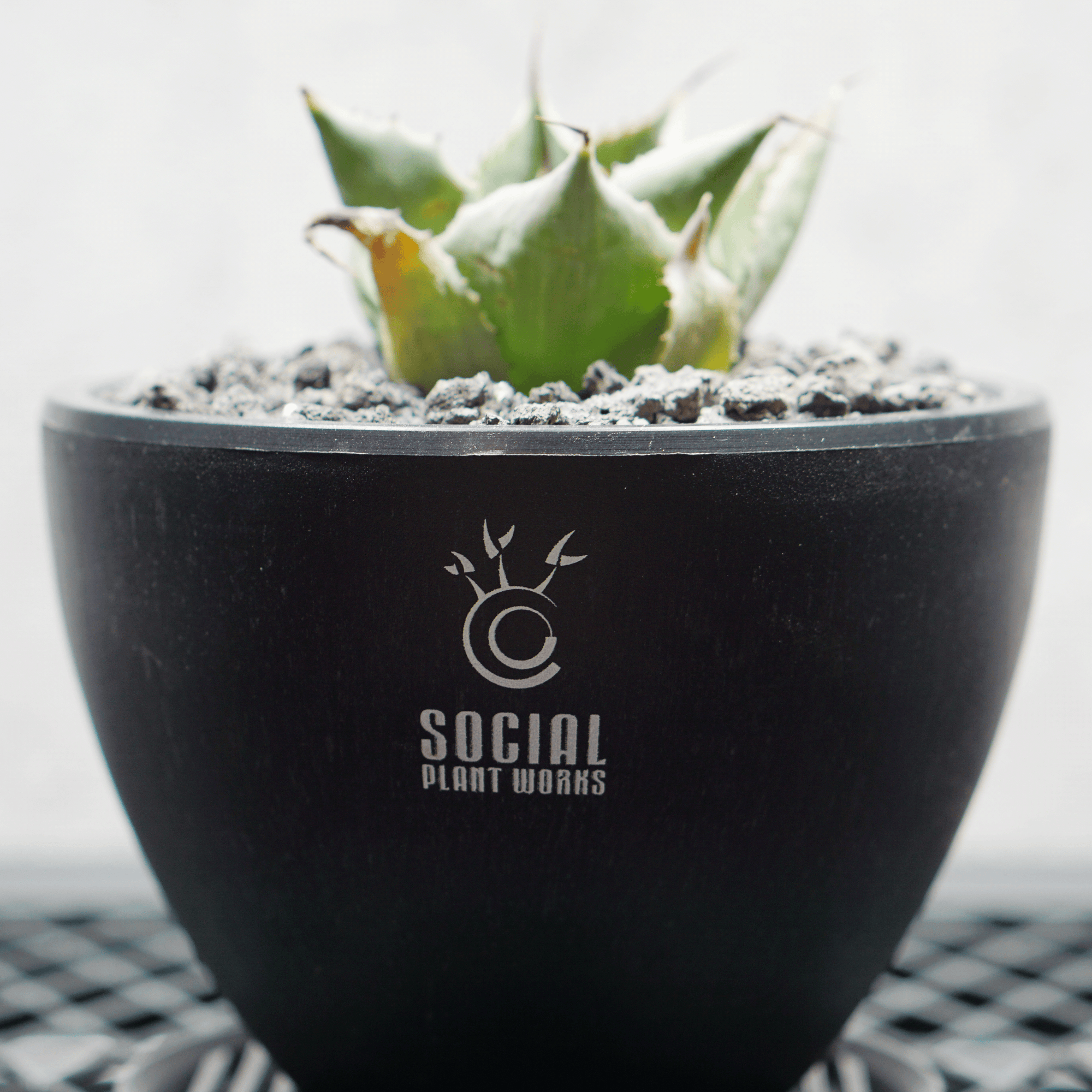 アガベ ポタトルム 風雷神03 LOGO ECO POT SIZE S 3.5号サイズ鉢 受け皿セット 商品画像4｜SOCIAL PLANT WORKS