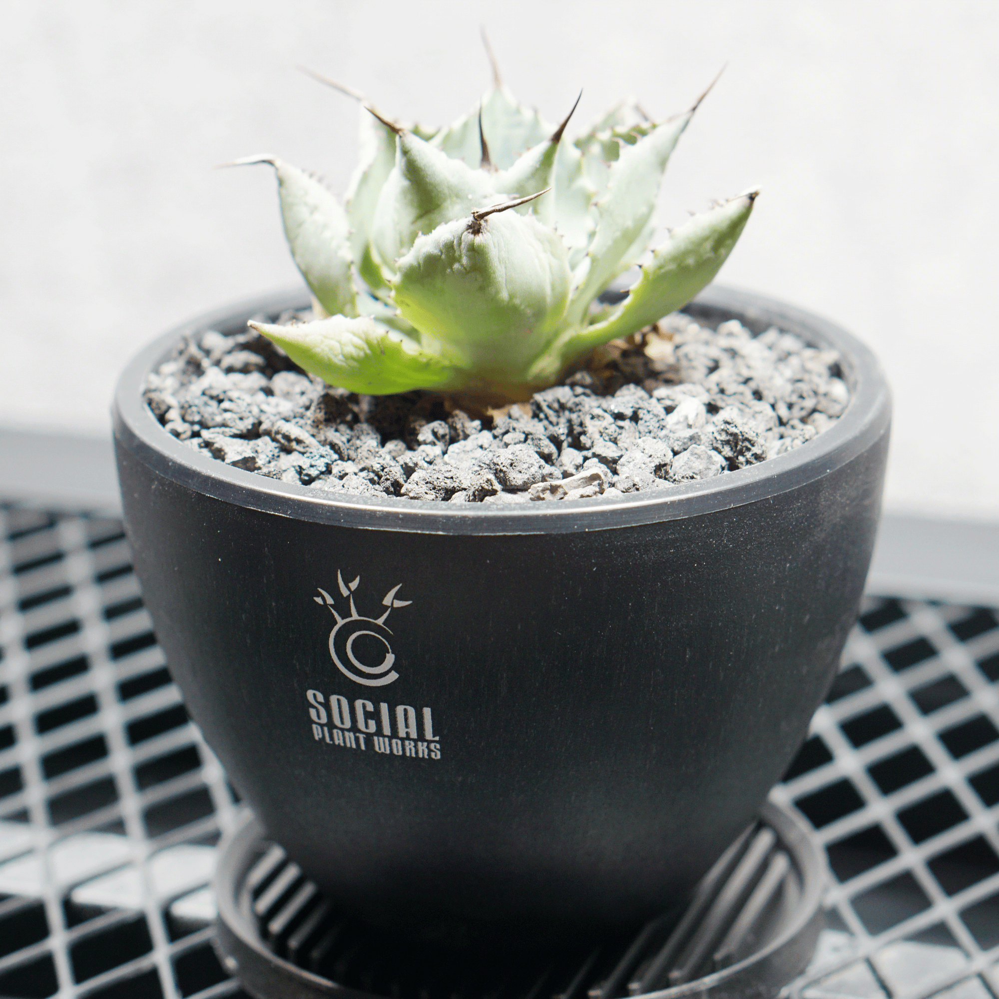 アガベ ポタトルム 風雷神04 LOGO ECO POT SIZE S 3.5号サイズ鉢 受け皿セット｜SOCIAL PLANT WORKS