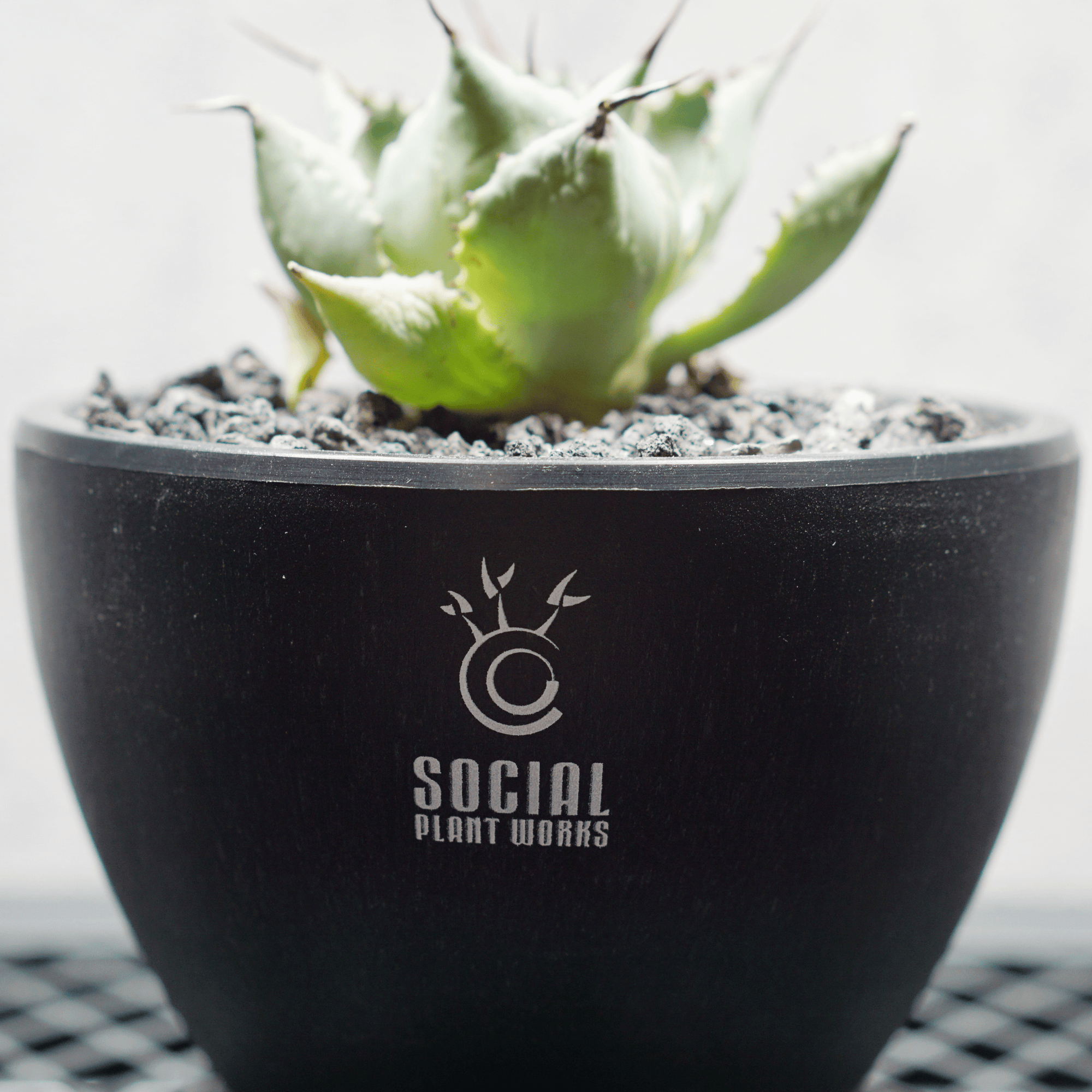 アガベ ポタトルム 風雷神04 LOGO ECO POT SIZE S 3.5号サイズ鉢 受け皿セット 商品画像4｜SOCIAL PLANT WORKS