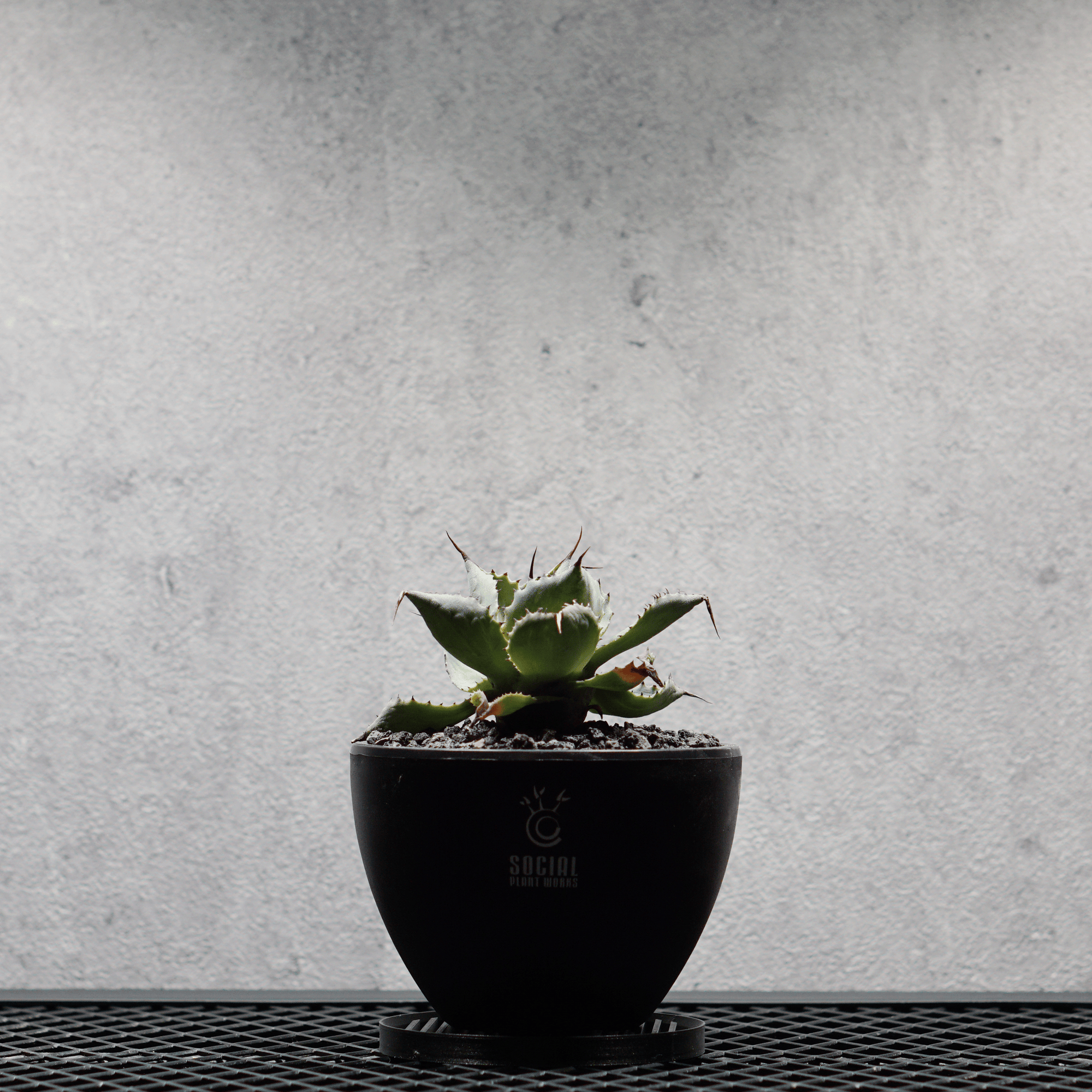 アガベ ポタトルム 風雷神05 LOGO ECO POT SIZE S 3.5号サイズ鉢 受け皿セット｜SOCIAL PLANT WORKS