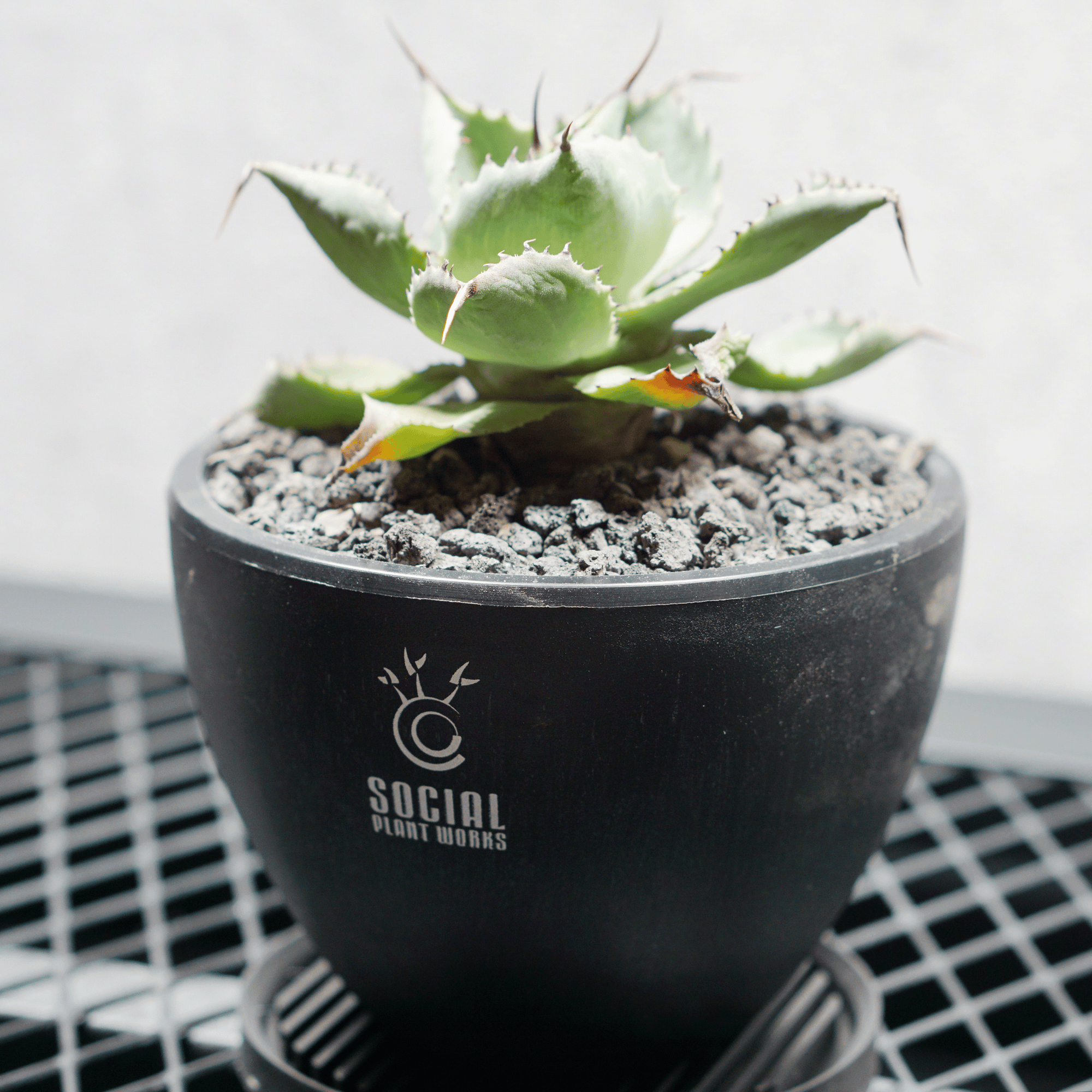 アガベ ポタトルム 風雷神05 LOGO ECO POT SIZE S 3.5号サイズ鉢 受け皿セット 商品画像2｜SOCIAL PLANT WORKS
