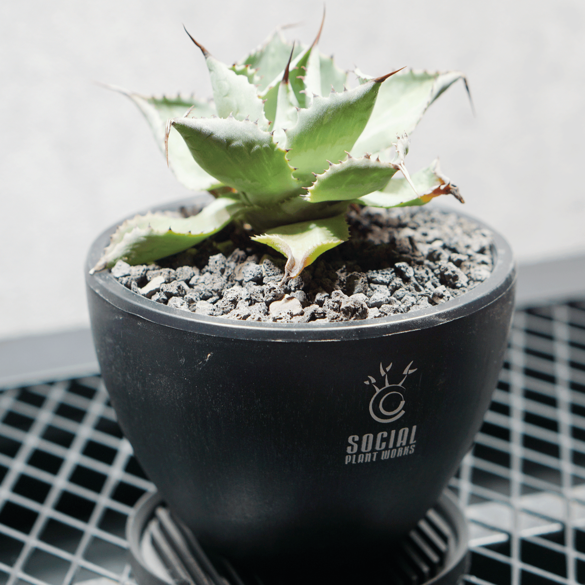 アガベ ポタトルム 風雷神05 LOGO ECO POT SIZE S 3.5号サイズ鉢 受け皿セット 商品画像3｜SOCIAL PLANT WORKS