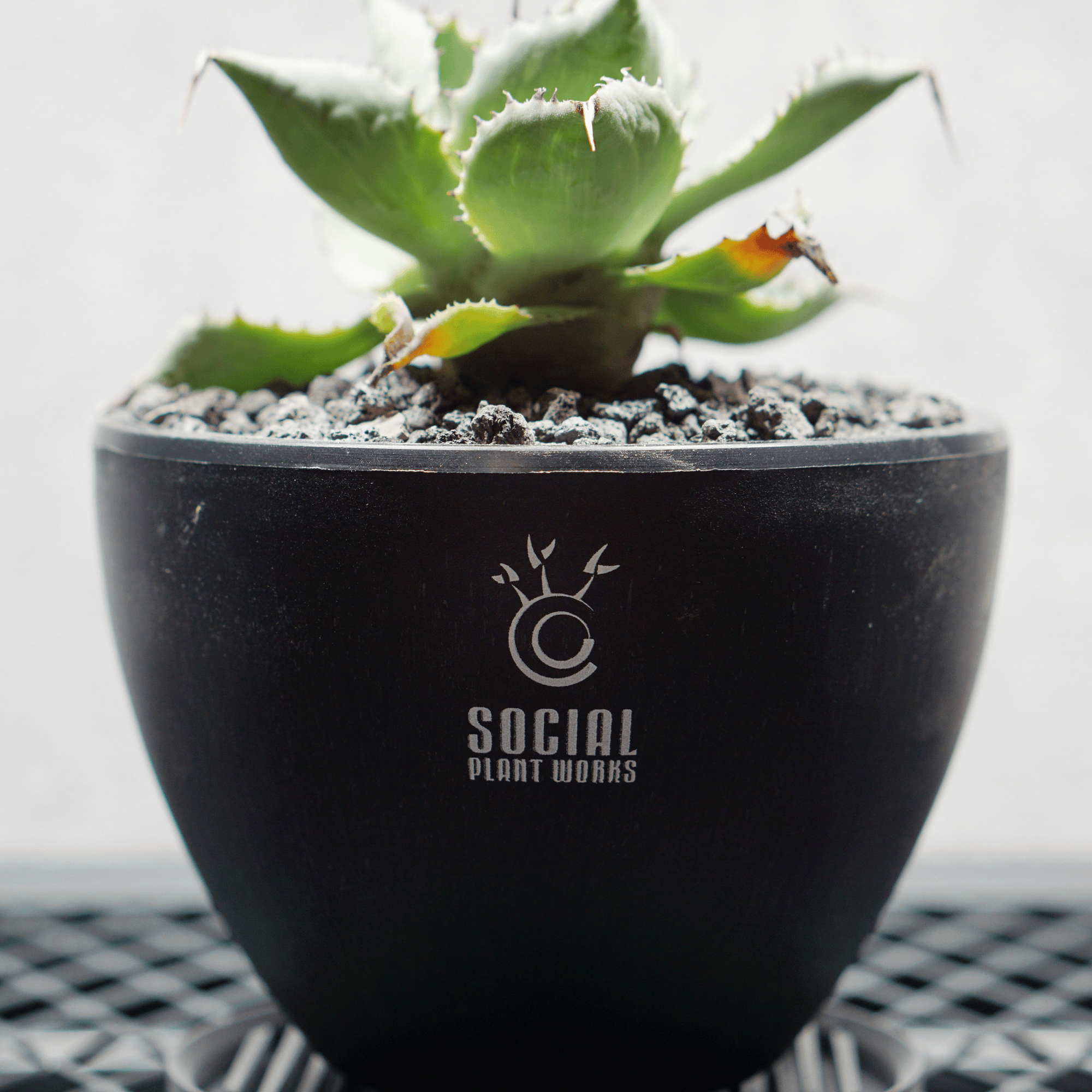 アガベ ポタトルム 風雷神05 LOGO ECO POT SIZE S 3.5号サイズ鉢 受け皿セット 商品画像5｜SOCIAL PLANT WORKS