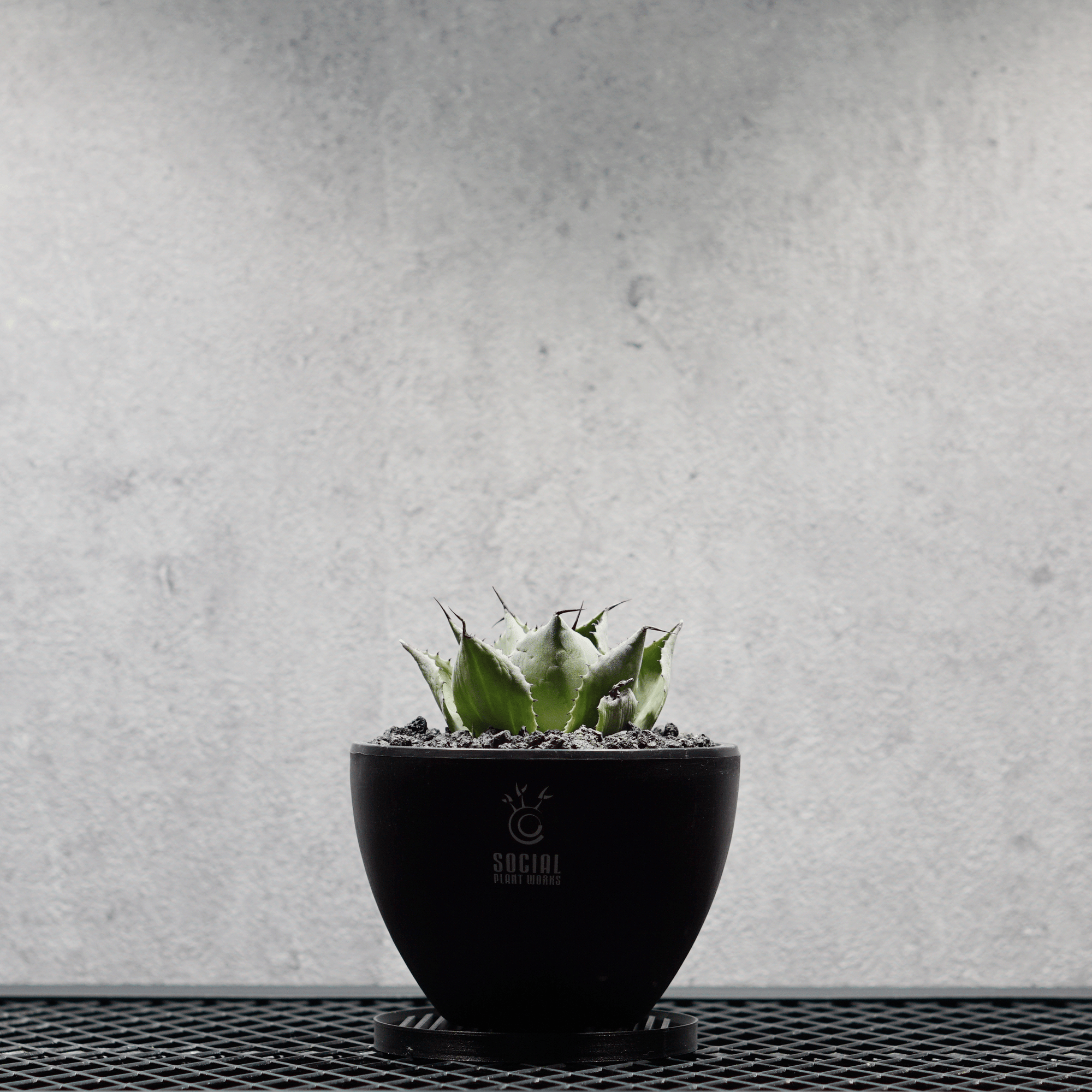 アガベ ポタトルム 風雷神06 LOGO ECO POT SIZE S 3.5号サイズ鉢 受け皿セット｜SOCIAL PLANT WORKS