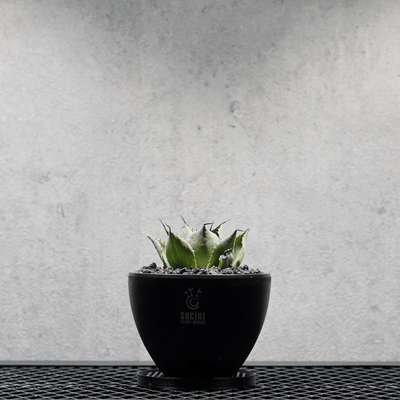 PLANTS