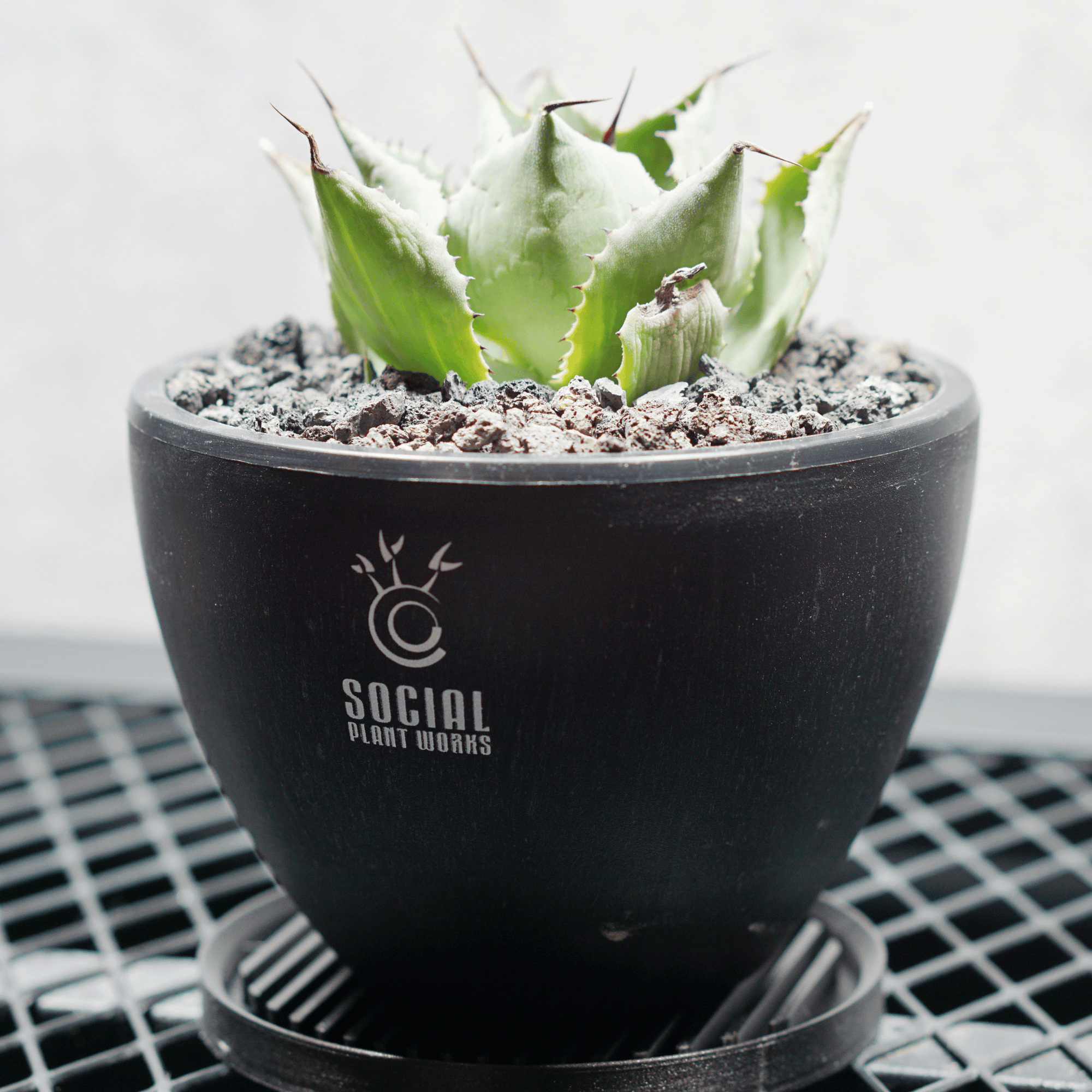 アガベ ポタトルム 風雷神06 LOGO ECO POT SIZE S 3.5号サイズ鉢 受け皿セット 商品画像2｜SOCIAL PLANT WORKS