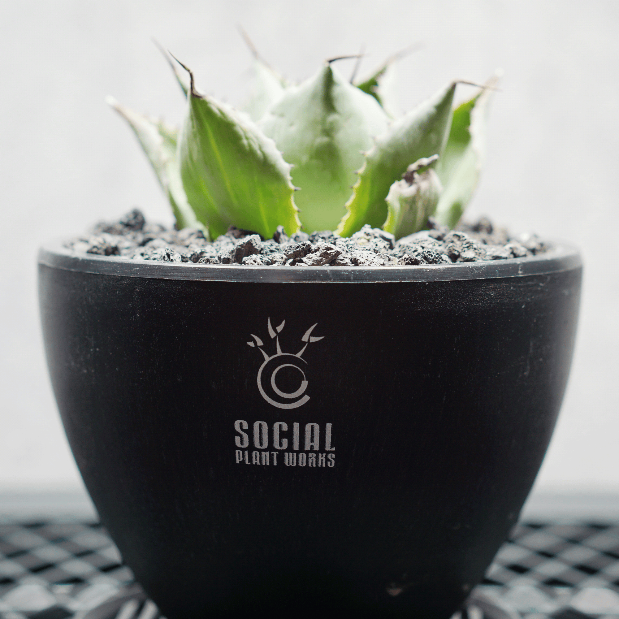 アガベ ポタトルム 風雷神06 LOGO ECO POT SIZE S 3.5号サイズ鉢 受け皿セット 商品画像5｜SOCIAL PLANT WORKS