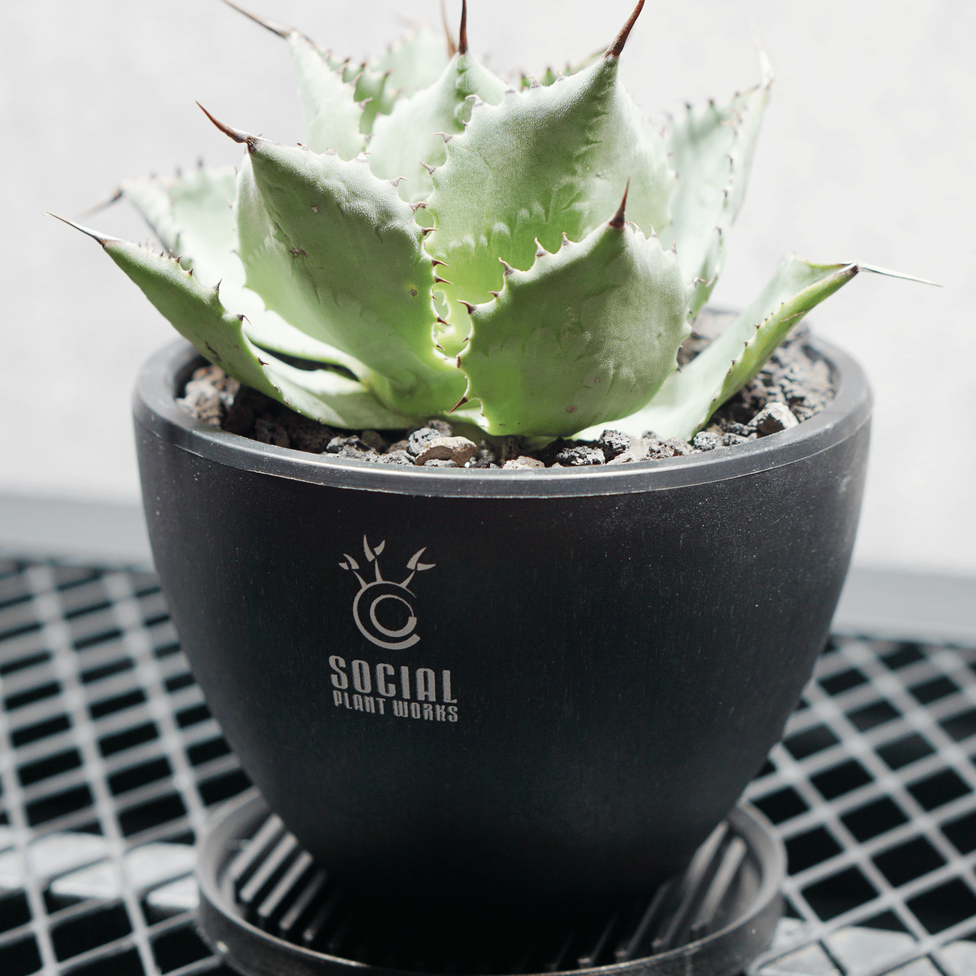 アガベ ポタトルム 風雷神07 LOGO ECO POT SIZE S 3.5号サイズ鉢 受け皿セット｜SOCIAL PLANT WORKS