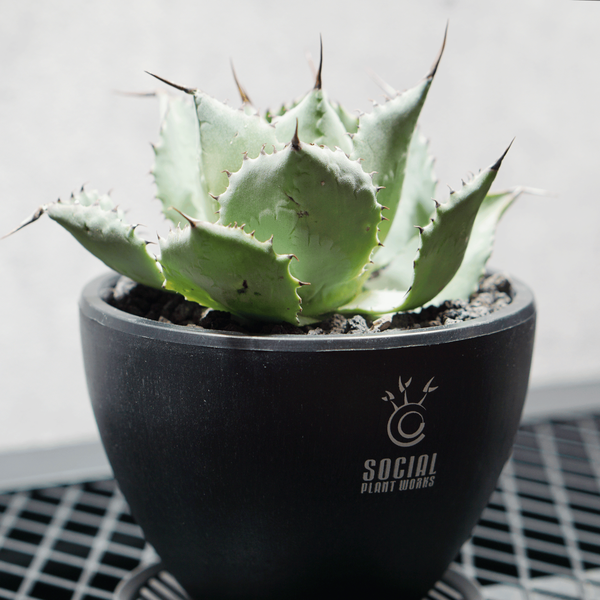 アガベ ポタトルム 風雷神07 LOGO ECO POT SIZE S 3.5号サイズ鉢 受け皿セット 商品画像2｜SOCIAL PLANT WORKS