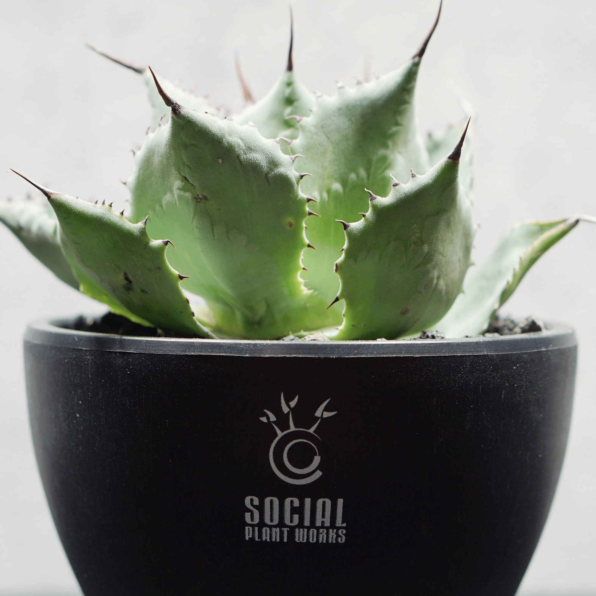 アガベ ポタトルム 風雷神07 LOGO ECO POT SIZE S 3.5号サイズ鉢 受け皿セット 商品画像4｜SOCIAL PLANT WORKS