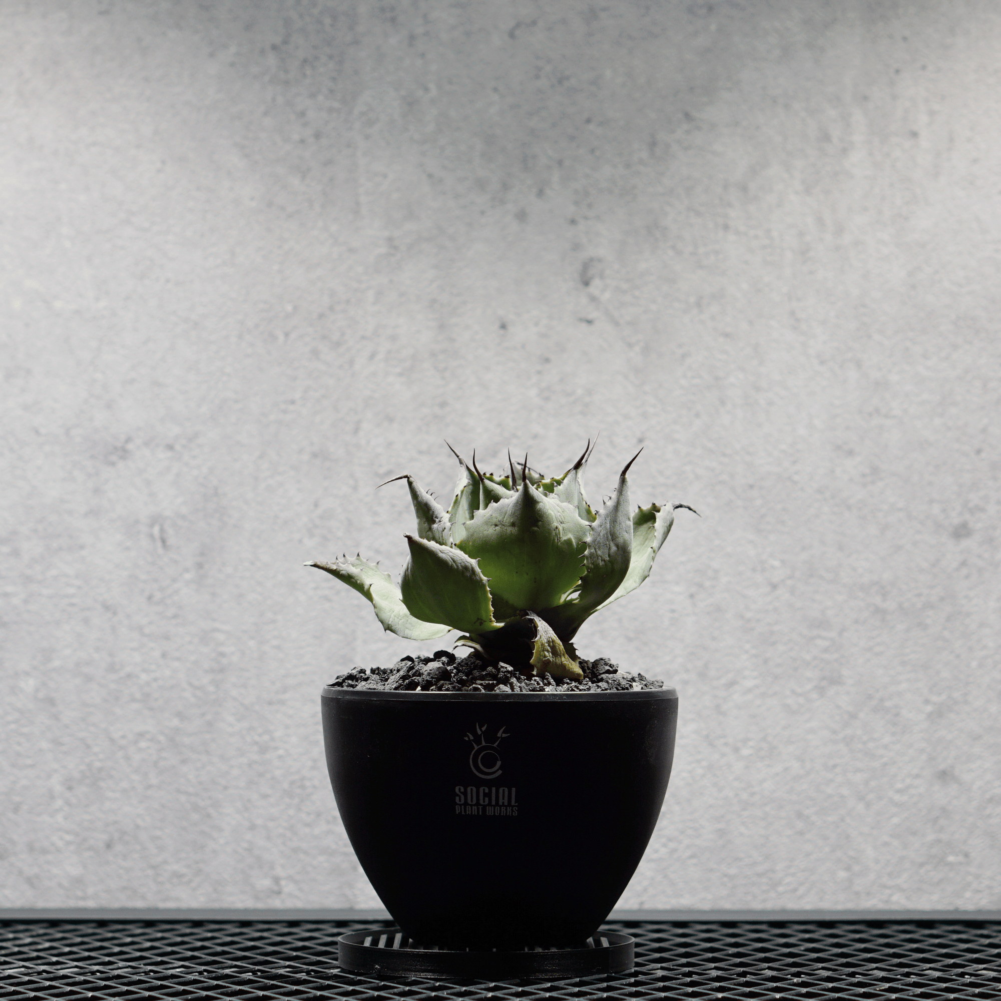 アガベ ポタトルム 風雷神08 LOGO ECO POT SIZE S 3.5号サイズ鉢 受け皿セット｜SOCIAL PLANT WORKS