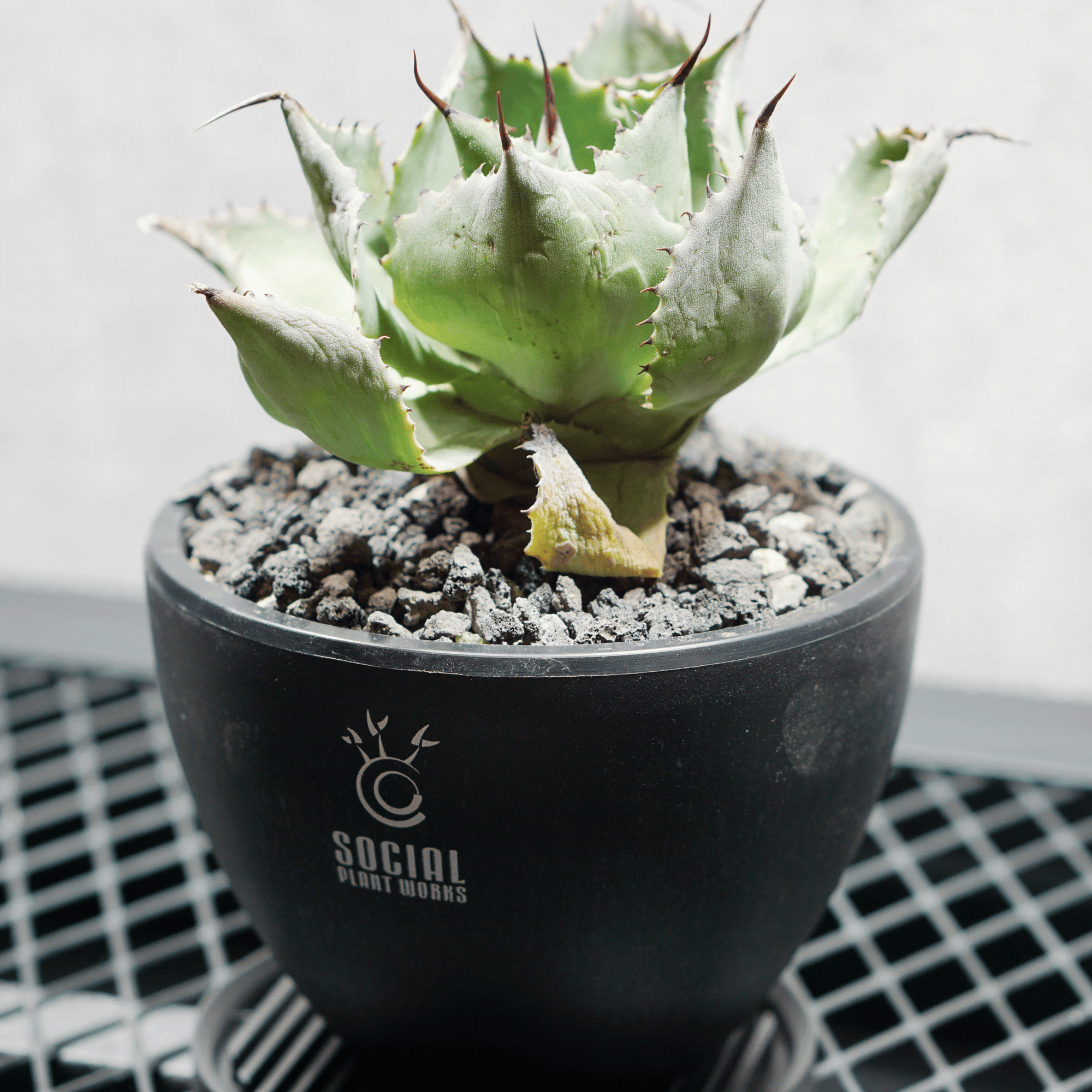 アガベ ポタトルム 風雷神08 LOGO ECO POT SIZE S 3.5号サイズ鉢 受け皿セット 商品画像2｜SOCIAL PLANT WORKS