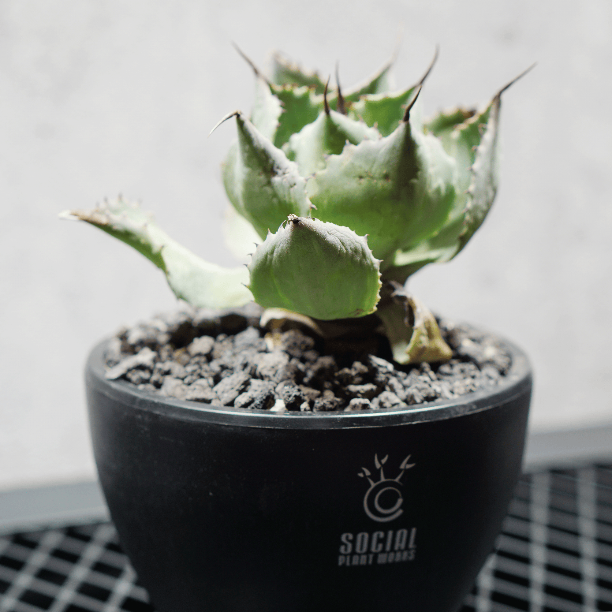 アガベ ポタトルム 風雷神08 LOGO ECO POT SIZE S 3.5号サイズ鉢 受け皿セット 商品画像3｜SOCIAL PLANT WORKS