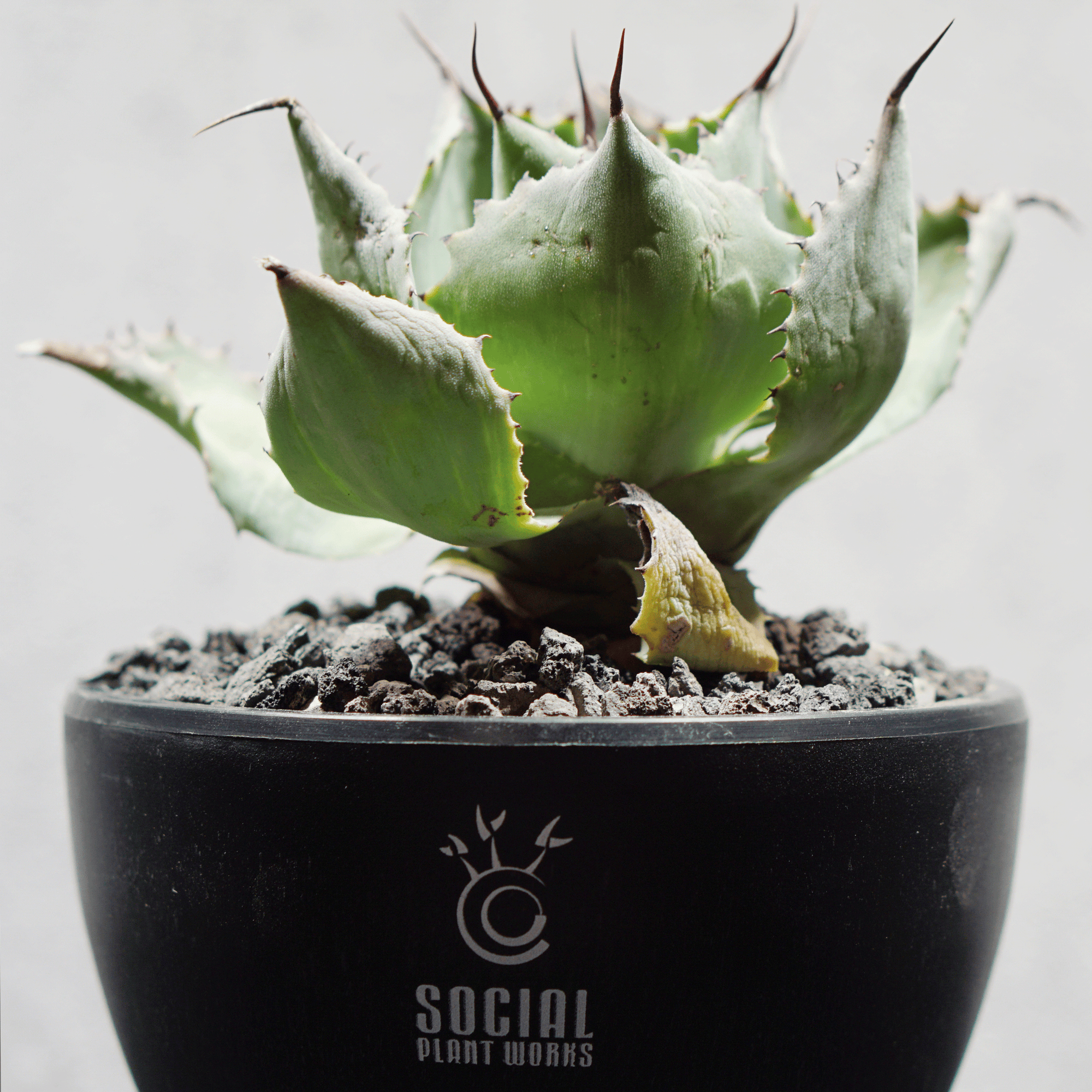 アガベ ポタトルム 風雷神08 LOGO ECO POT SIZE S 3.5号サイズ鉢 受け皿セット 商品画像5｜SOCIAL PLANT WORKS