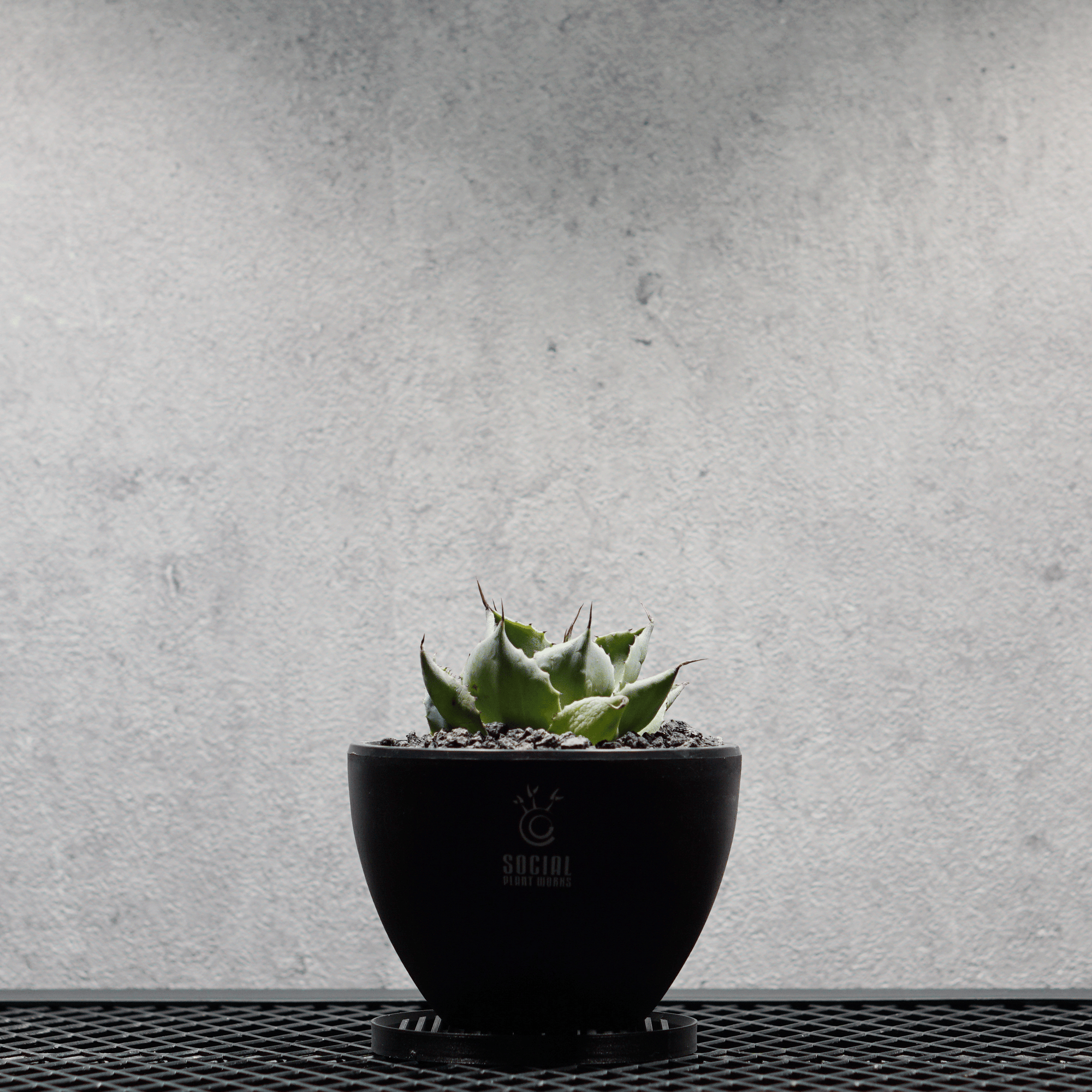 アガベ ポタトルム 風雷神09 LOGO ECO POT SIZE S 3.5号サイズ鉢 受け皿セット｜SOCIAL PLANT WORKS