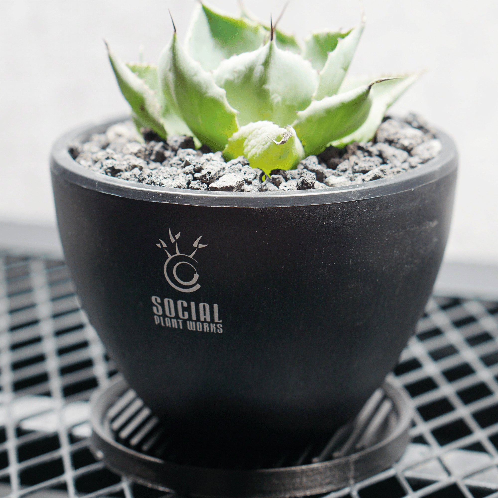 アガベ ポタトルム 風雷神09 LOGO ECO POT SIZE S 3.5号サイズ鉢 受け皿セット 商品画像2｜SOCIAL PLANT WORKS